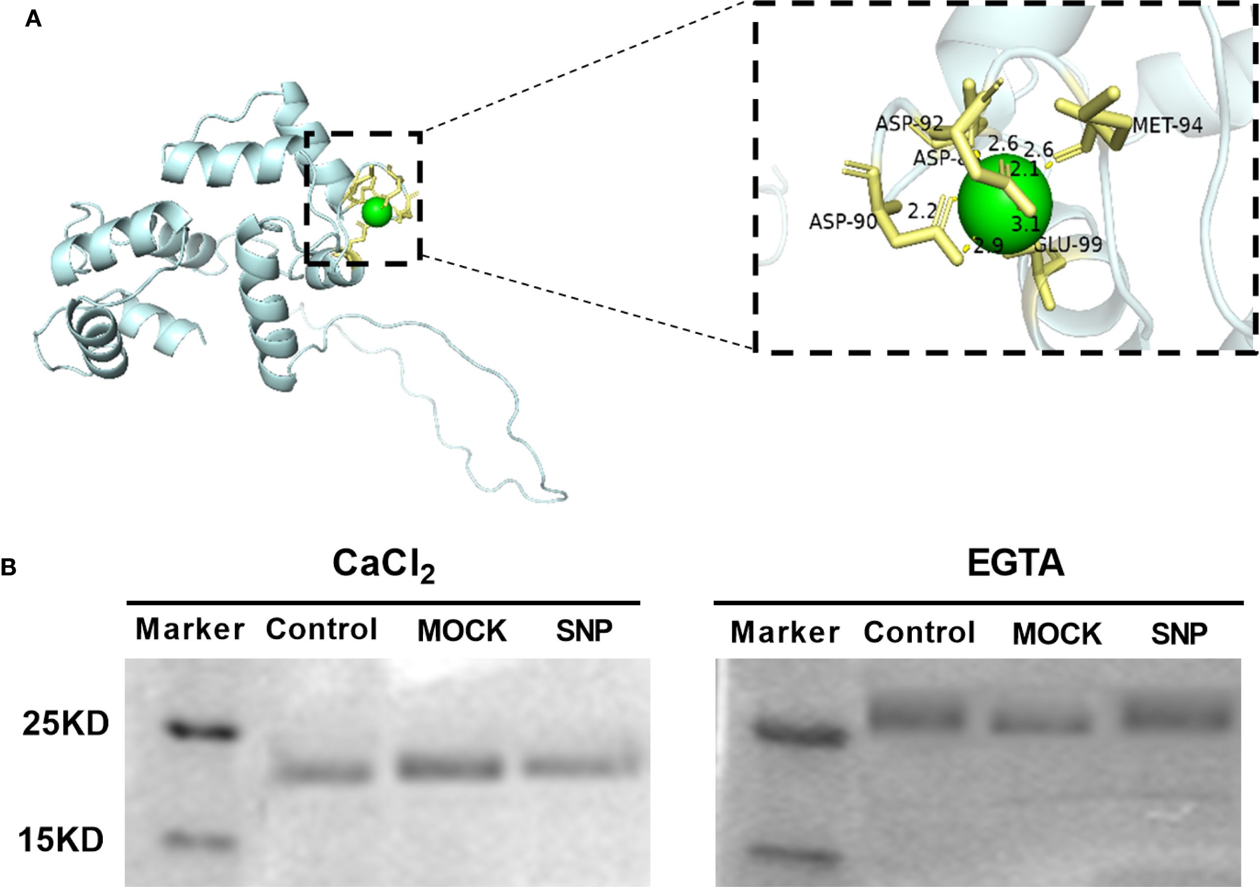 Diagram A shows a molecular model with a focus on a protein structure involving ASP-90, ASP-92, MET-94, and GLU-99 surrounding a green sphere, representing a binding site. Diagram B presents two blot images, one labeled CaCl₂ and the other EGTA, featuring bands at 25 and 15 kilodaltons under categories: Marker, Control, MO Mock, and SNP.
