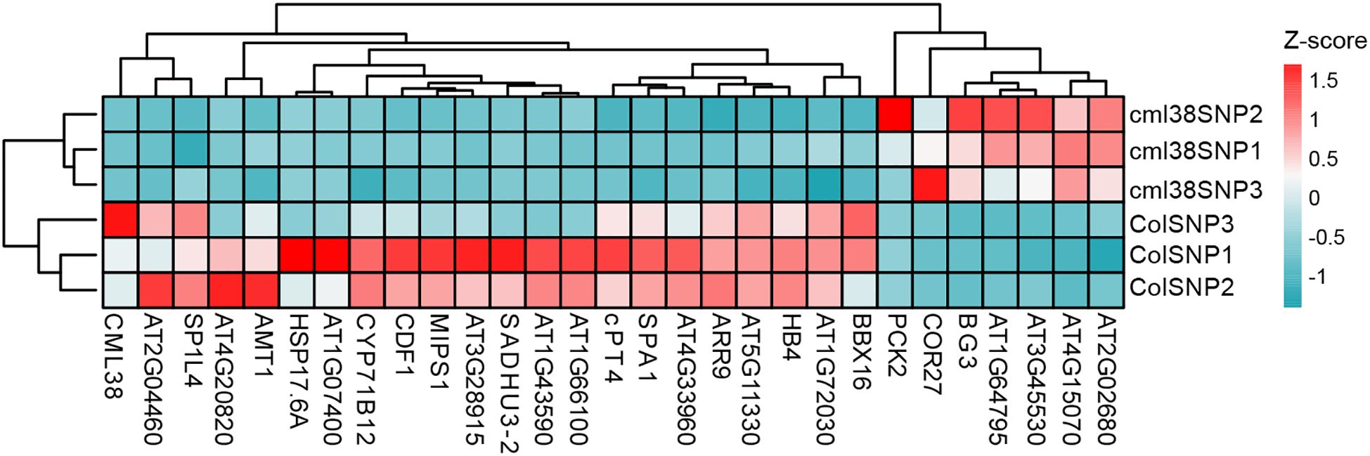 Clustered heat map displaying gene expression data with Z-scores ranging from -1 to 1.5, indicated by a color gradient from blue to red. Rows represent different genotypes like cml38SNP2 and ColSNP3, while columns show gene identifiers such as AT2G4460 and HSP17.6A. Dendrograms illustrate hierarchical clustering of both rows and columns.