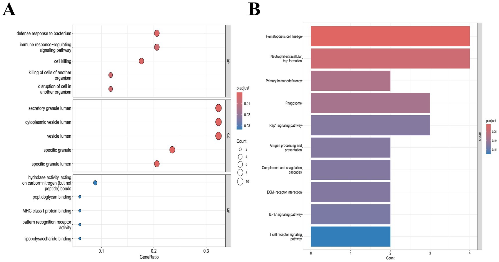 Panel A displays a bubble plot visualizing Gene Ontology terms: Biological Process (BP), Cellular Component (CC), and Molecular Function (MF), with Bubble size representing count and color indicating adjusted p-value. Panel B is a bar chart showing KEGG pathways with color gradient for adjusted p-values from 0.05 to 0.15 and bars for counts of identified pathways.
