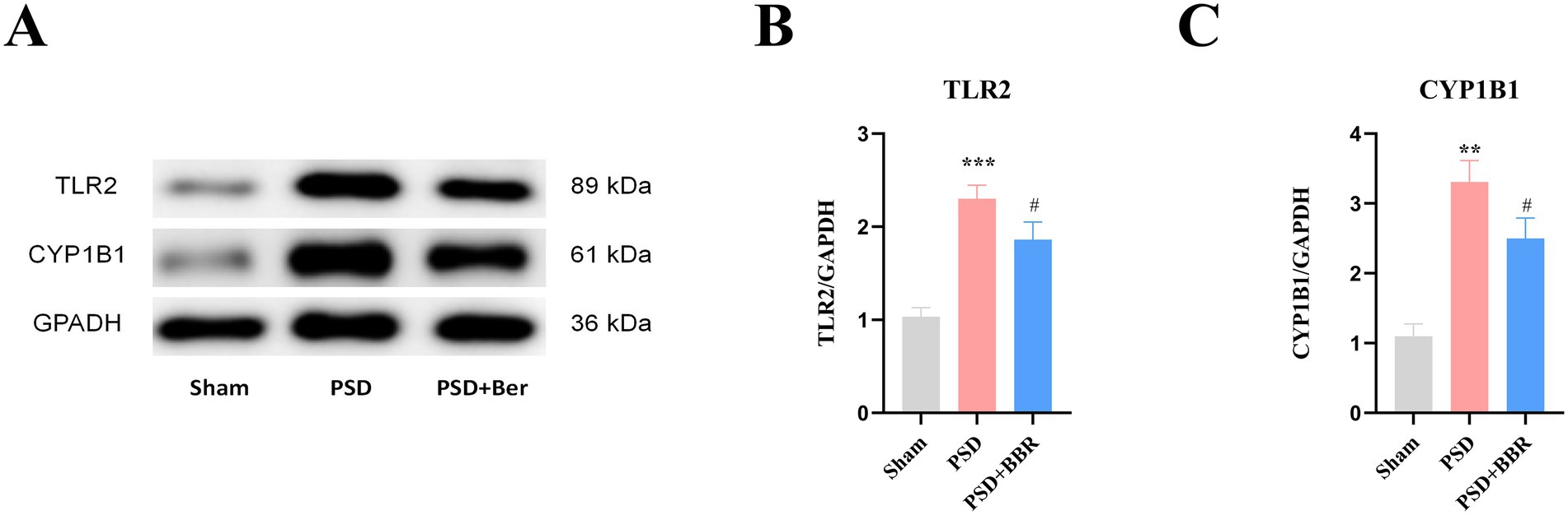 Panel A shows a Western blot with bands for TLR2, CYP1B1, and GAPDH across three conditions: Sham, PSD, and PSD plus Ber. TLR2 has bands at 89 kDa, CYP1B1 at 61 kDa, and GAPDH at 36 kDa. Panel B is a bar graph for TLR2/GAPDH ratio, showing higher levels in PSD and PSD plus BBR compared to Sham, with statistical significance marked by asterisks and hash. Panel C displays a bar graph for CYP1B1/GAPDH ratio, also elevated in PSD and PSD plus BBR, marked similarly for significance.