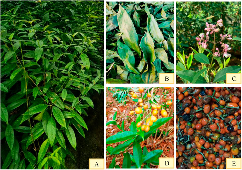 A collage of five images depicting various stages and parts of plant growth and fruits. A: Lush green foliage with elongated leaves. B: Leaves with discoloration, possibly due to disease. C: Pink flowers on a plant with green leaves. D: Plant with orange berries on a leafy bush. E: A pile of small, round brown seeds or fruits.