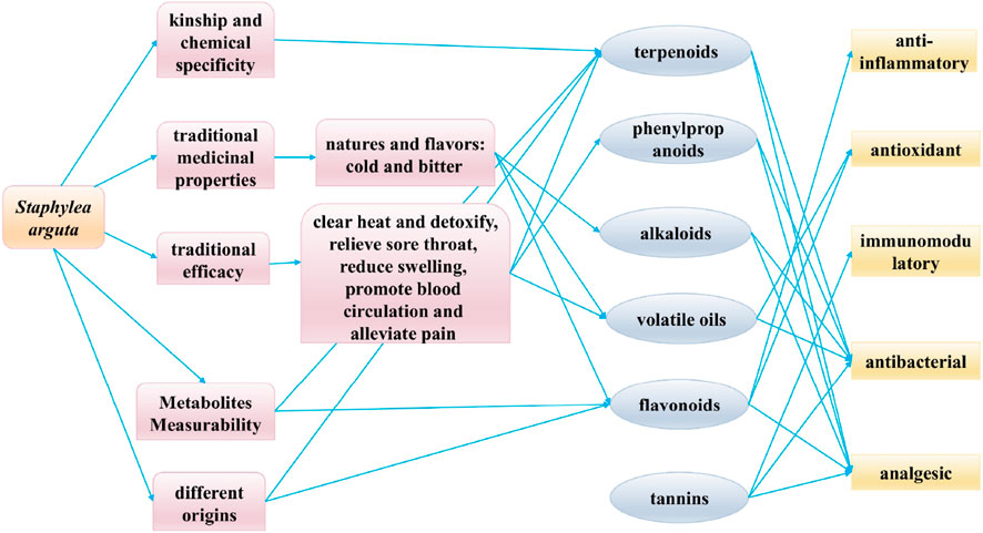 Flowchart depicting the medicinal properties and chemical composition of Staphylea arguta. It links kinship, chemical specificity, traditional medicinal properties, efficacy, and origins to terpenoids, phenylpropanoids, alkaloids, volatile oils, flavonoids, and tannins. These compounds are associated with anti-inflammatory, antioxidant, immunomodulatory, antibacterial, and analgesic effects. Staphylea arguta is described as having cold and bitter natures, with benefits such as detoxification, reducing sore throat and swelling, promoting blood circulation, and alleviating pain.