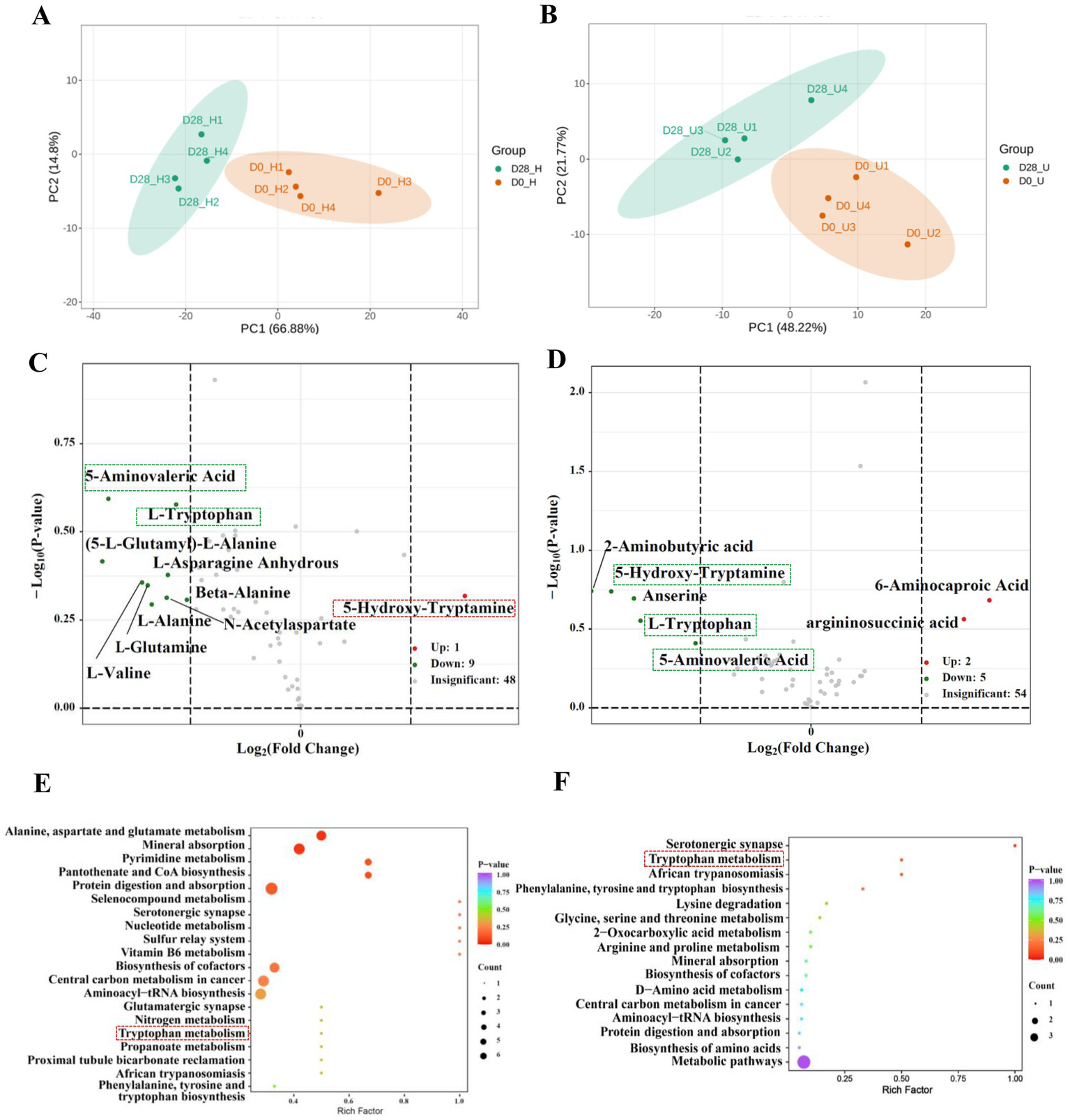 Panel of six charts showing PCA analyses, volcano plots, and bubble charts. A and B: PCA plots display group separation with PC1 and PC2 axes, highlighting groups D28_H and D0_H in A, and D28_U and D0_U in B.C and D: Volcano plots show log2(fold change) versus negative log10(p-value) of metabolites, indicating significant changes in identified metabolites like 5-Hydroxy-Tryptamine and others.E and F: Bubble charts visualize metabolic pathways with rich factor and p-values, indicating pathway significance and count, featuring pathways like tryptophan and serotonin synapses.