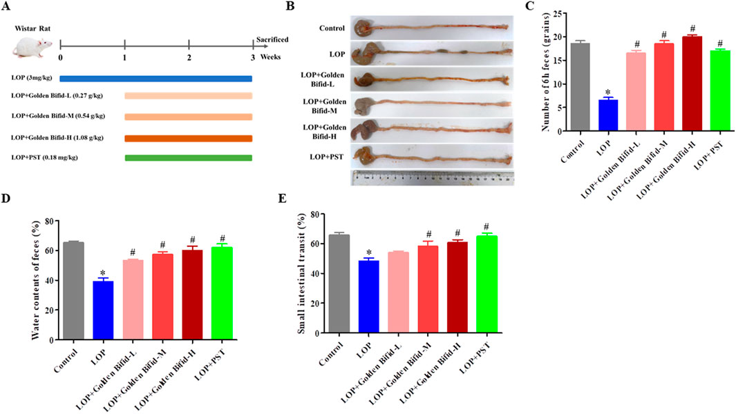 Diagram of a study on Wistar rats. Panel A depicts a timeline and treatment groups with varied doses of LOP and Golden Bifid. Panel B shows intestinal images from different groups. Panel C displays a bar graph of fecal grains, with LOP having the lowest count. Panel D presents fecal water content percentages, with LOP again lowest. Panel E shows small intestinal transit percentages, where LOP is lower than other treatments.