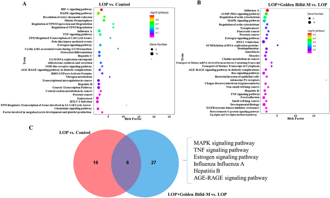 A composite image includes two bubble charts (A and B) and a Venn diagram (C). Chart A shows enriched terms in LOP versus Control, with dot size indicating gene number and color representing p-values. Chart B displays similar data for LOP+Golden Bifid-M versus LOP. The Venn diagram illustrates overlapping terms between LOP vs. Control and LOP+Golden Bifid-M vs. LOP, highlighting six common pathways, including MAPK and TNF signaling.