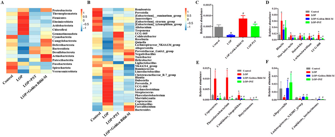 Panels A and B show heat maps of microbial composition for different treatments, with color gradients from blue to red indicating lower to higher abundance. Panels C, D, E, and F display bar graphs comparing the relative abundance of specific microbial groups across treatments, with bars in grey, red, blue, and green for Control, LOP, LOP+Golden Bifid-M, and LOP+PST respectively. Statistical significance is marked by symbols above the bars.