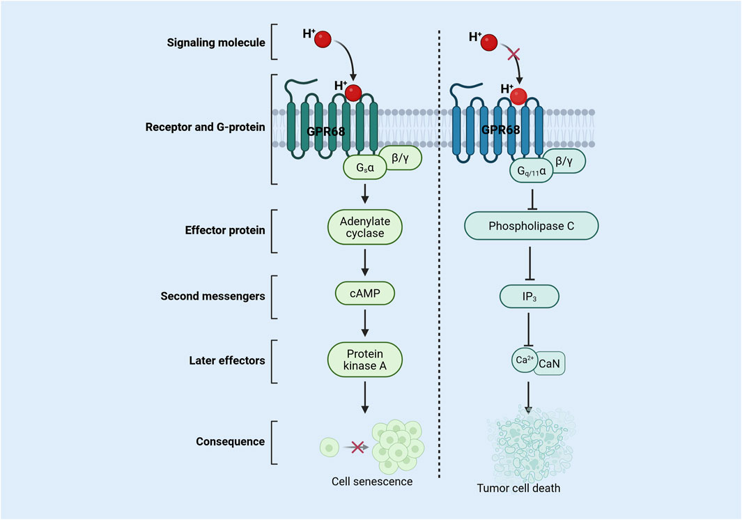 Diagram illustrating two signaling pathways linked to the GPR68 receptor. The left pathway involves GPR68, G_sα, adenylate cyclase, cAMP, and protein kinase A, leading to cell senescence. The right pathway involves GPR68, G_q/11α, phospholipase C, inositol trisphosphate (IP₃), calcium ions (Ca²⁺) with calcineurin (CaN), leading to tumor cell death.