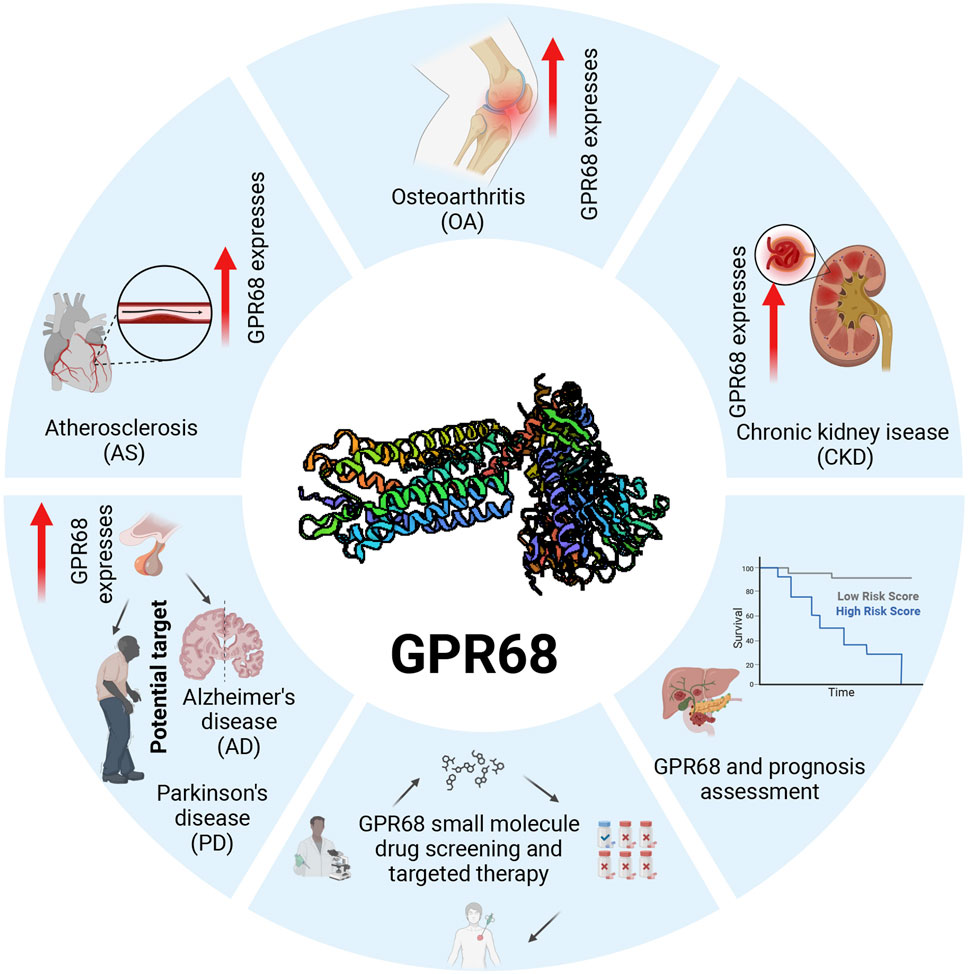 GPR68 diagram displays its expression and potential roles in various diseases. Arrows denote elevated expression in osteoarthritis (OA), chronic kidney disease (CKD), atherosclerosis (AS), Alzheimer's (AD), and Parkinson's (PD). It also highlights GPR68 as a drug target and prognostic tool, with a survival graph comparing low and high-risk scores. Central structure represents GPR68.