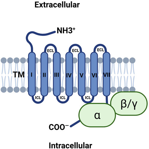 Diagram of a seven-transmembrane alpha-helix structure within a lipid bilayer, representing a G-protein-coupled receptor. The extracellular side features NH3 plus, while the intracellular side shows COO minus and G-proteins labeled alpha and beta/gamma. Transmembrane regions are labeled I to VII.
