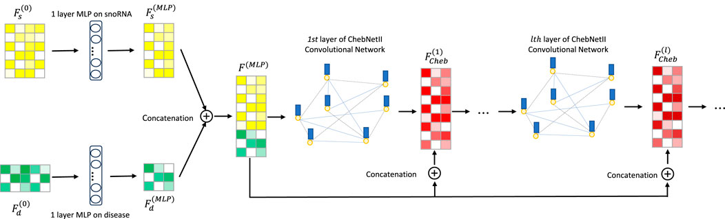 Diagram illustrating a neural network model with layers. It features two branches showing one-layer multi-layer perceptrons (MLP) applied to snoRNA and disease data, respectively. These are merged through concatenation into the ChebNetII Convolutional Network. The process progresses through the first and ith layers, with concatenations and graph representations, ending in outputs labeled \(F^{(\text{MLP})}\), \(F_{\text{Cheb}}^{(1)}\), and \(F_{\text{Cheb}}^{(l)}\).
