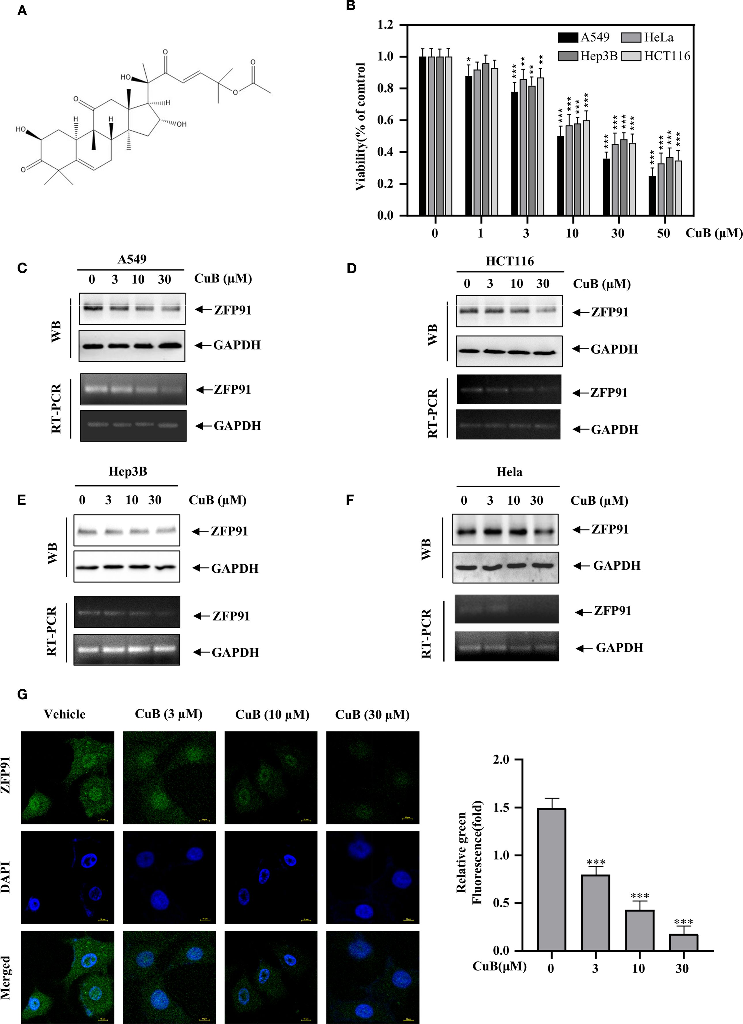 Chemical structure of Cucurbitacin B (CuB) is shown in diagram A. Diagram B displays a bar graph of cell viability in different cancer cell lines (A549, HeLa, Hep3B, HCT116) treated with increasing CuB concentrations. Western blots and RT-PCR results in panels C-F demonstrate the expression of ZFP91 and GAPDH proteins in A549, HCT116, Hep3B, and HeLa cells at various CuB concentrations. Panel G presents immunofluorescence images showing ZFP91 localization and DAPI nuclear staining in cells treated with CuB at concentrations of 3, 10, and 30 micromolar, alongside a bar graph showing a decrease in relative green fluorescence with higher CuB concentrations.