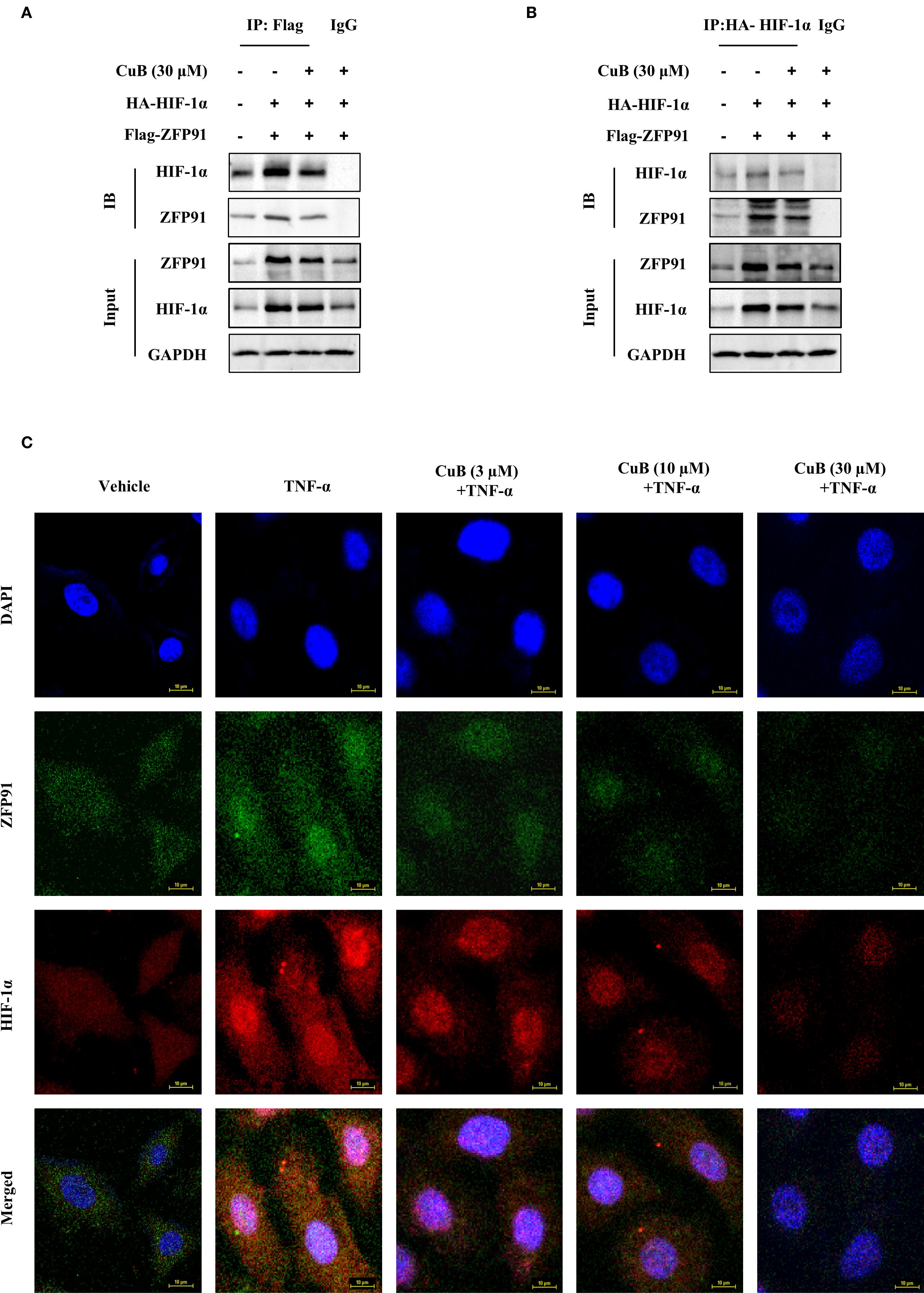 Panels A and B show Western blot results examining interactions involving HIF-1α, ZFP91, and controls under various experimental conditions with CuB treatment. Panel C contains fluorescence microscopy images showing nuclear staining with DAPI and protein localization of ZFP91 and HIF-1α under different conditions including TNF-α and CuB treatments. Each row highlights different markers, with a final row displaying merged images.