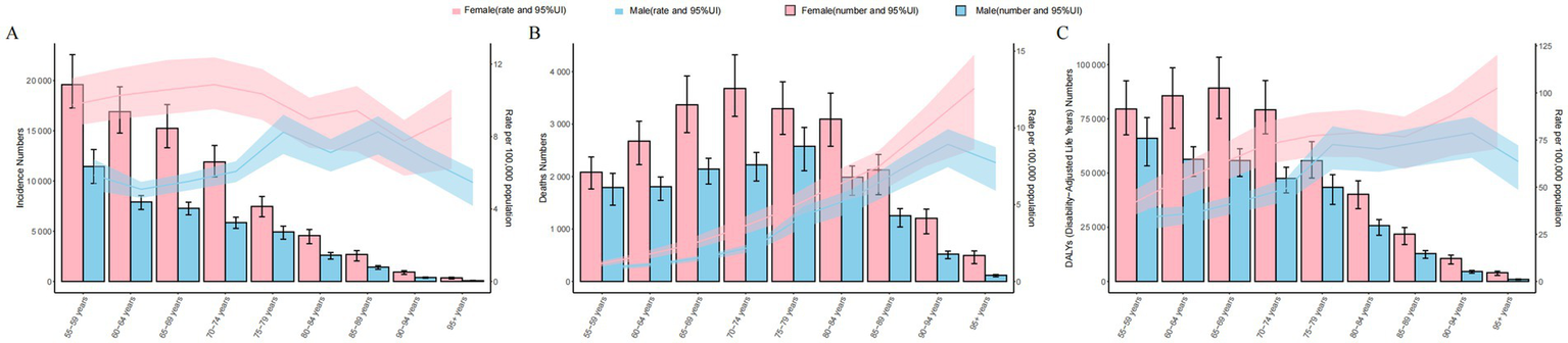 Three bar charts labeled A, B, and C compare data for females and males across age groups. Chart A shows incidence numbers; chart B displays death numbers; chart C illustrates Disability-Adjusted Life Years (DALYs). Females are represented in pink, and males in blue, with error bars indicating 95% uncertainty intervals. The charts highlight trends across various age groups, from fifty-five to fifty-nine years to ninety-five years and above.