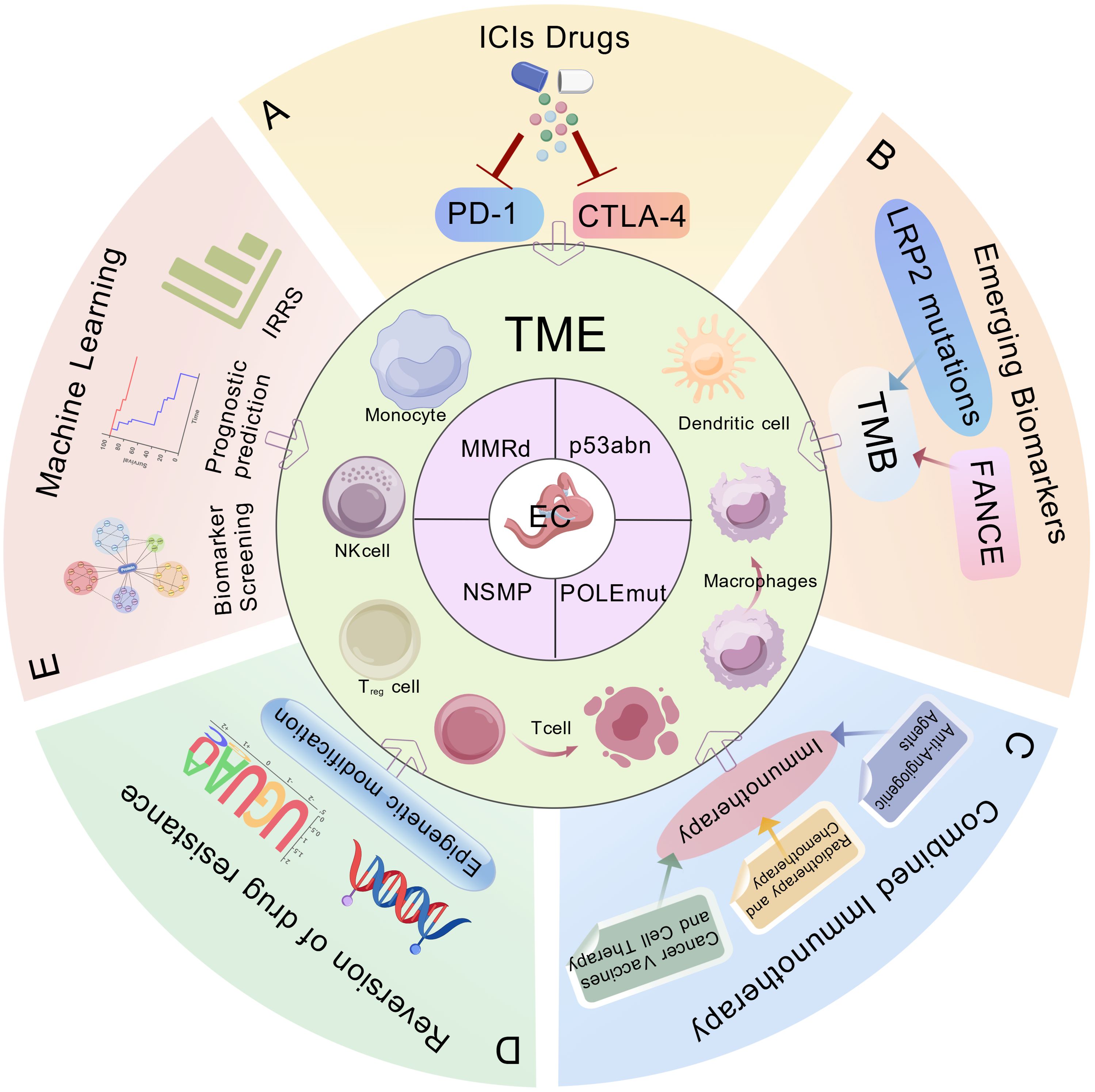 Diagram illustrating the tumor microenvironment (TME) in endometrial cancer (EC) research. Central circle shows EC with monocyte, dendritic cell, NK cell, macrophages, T cell, and T regulatory cell. Surrounding segments display A) ICIs drugs targeting PD-1 and CTLA-4, B) emerging biomarkers like LRP2 mutations and TMB, C) combined immunotherapy, D) drug resistance reversal through epigenetic modification, and E) machine learning in biomarker screening and prognostic prediction.