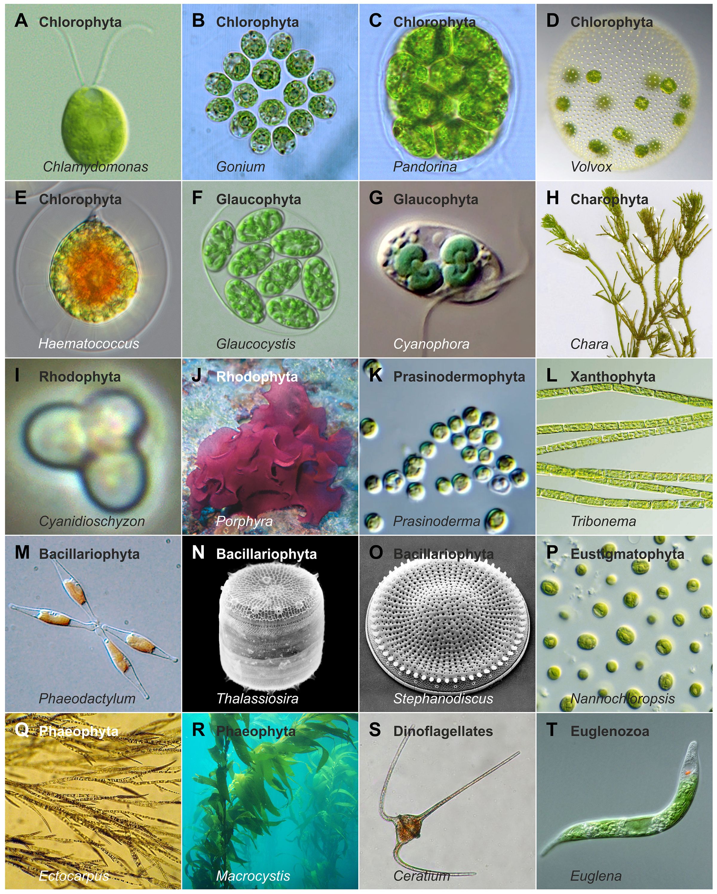 Grid of representative images of microscopic and macroscopic algal species. Shown are the genera Chlamydomonas, Gonium, Pandorina, Volvox, Haematococcus, Glaucocystis, Cyanophora, Chara, Cyanidioschyzon, Porphyra, Prasinoderma, Tribonema, Phaeodactylum, Thalassiosira, Stephanodiscus, Nannochloropsis, Ectocarpus, Macrocystis, Ceratium, and Euglena. Alongside the genus name, the major algal lineage to which each belongs is indicated. The organisms depicted in the images vary in cell number, structural complexity (e.g., unicellular forms, colonies, or filamentous structures), size, motility or attachment strategies, pigmentation, habitat, and phylogenetic position, illustrating the broad diversity of algae.