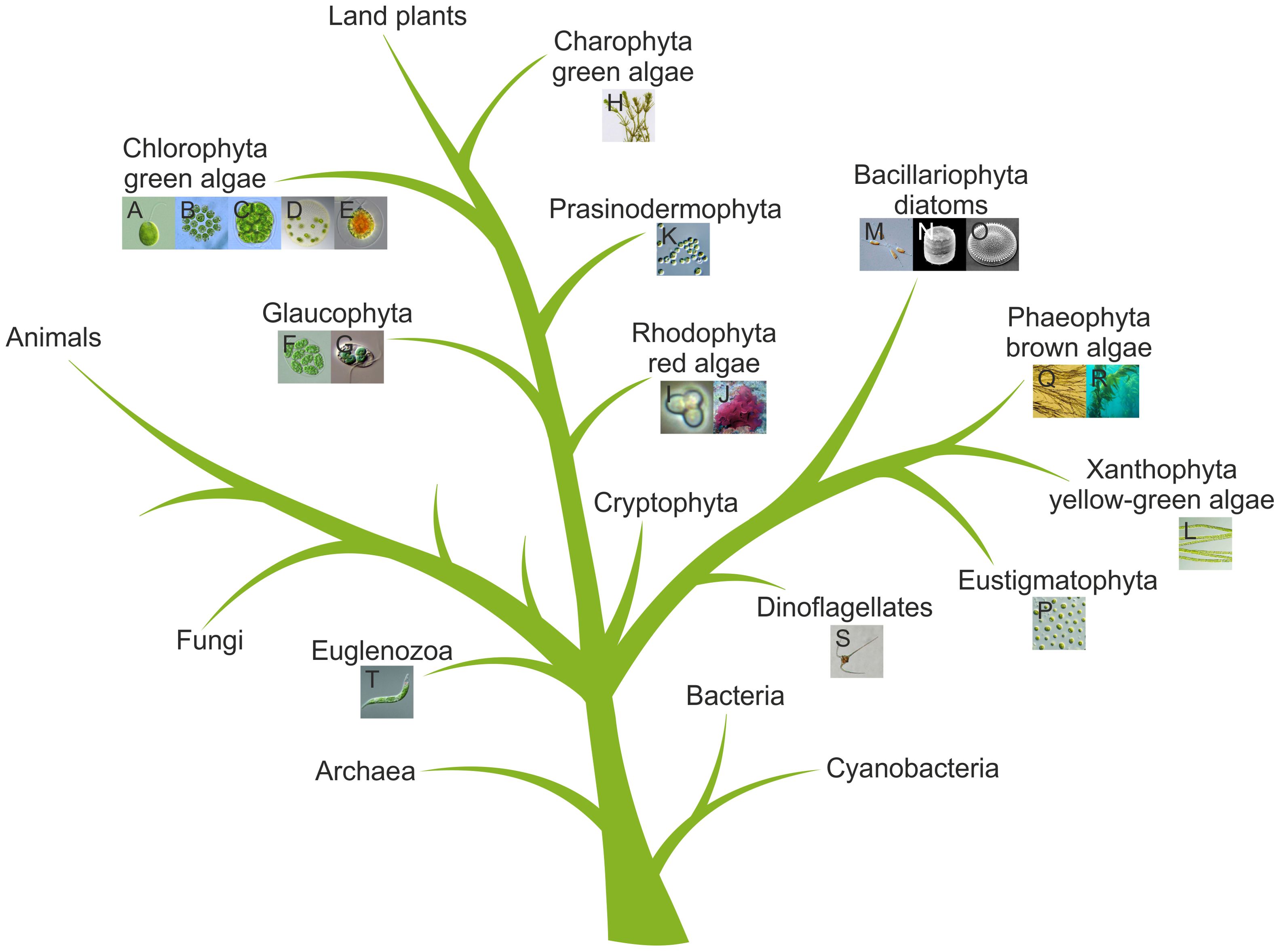 Simplified tree of life highlighting algae, based on previous phylogenetic analyses. The branching diagram shows major groups including land plants, green algae (Charophyta, Chlorophyta), Prasinodermophyta, red algae (Rhodophyta), Glaucophyta, brown algae (Phaeophyta), yellow-green algae (Xanthophyta), Eustigmatophyta, Bacillariophyta (diatoms), Cryptophyta, Dinoflagellates, Euglenozoa, Fungi, Animals, Archaea, Bacteria, and Cyanobacteria. Small images accompany each group label, depicting representative organisms.