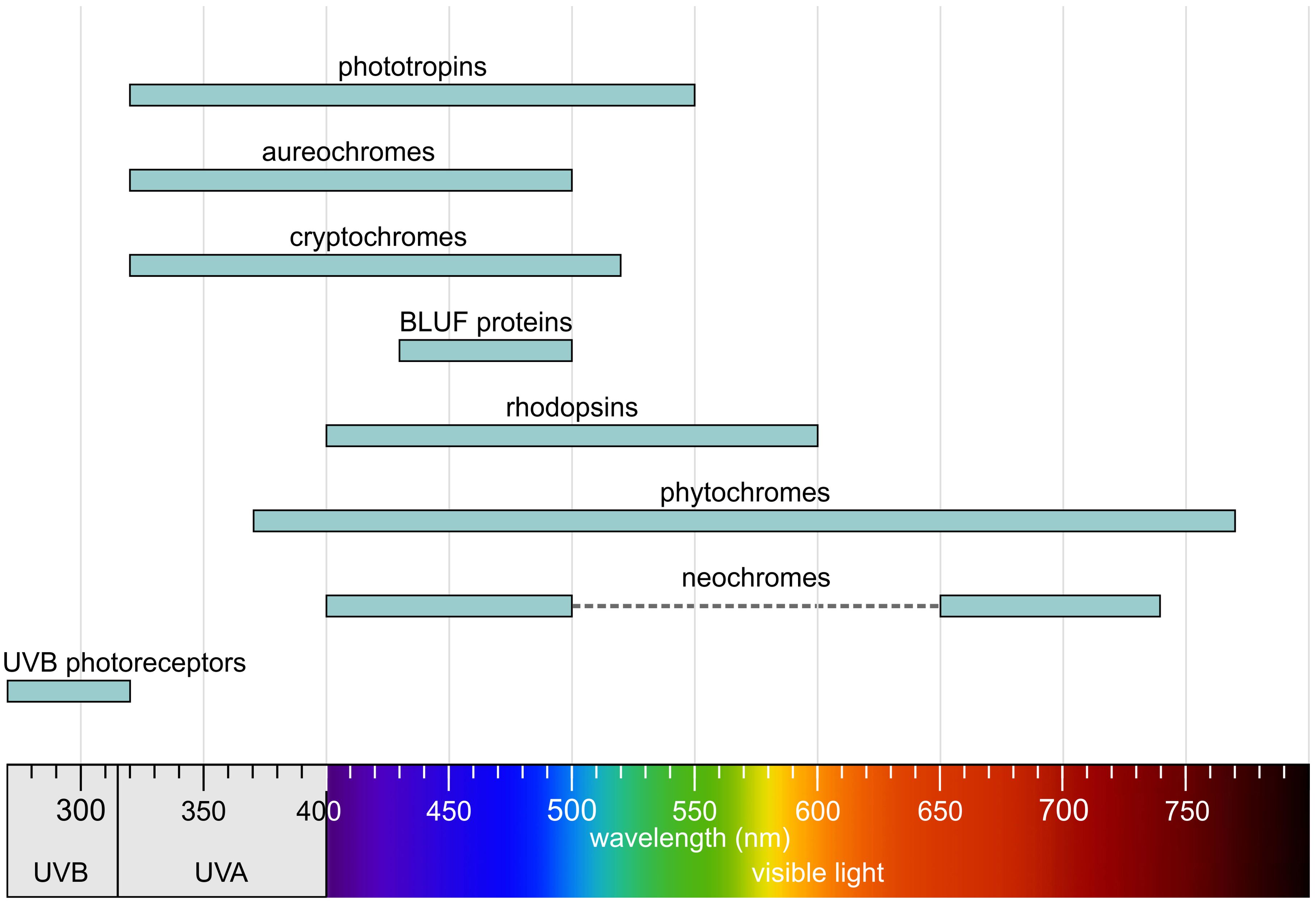 Chart showing the absorption regions of various photoreceptors. Phototropins, aureochromes, cryptochromes, BLUF proteins, rhodopsins, phytochromes, neochromes, and UVB photoreceptors are represented on a wavelength scale from 270 to 770 nanometers. The scale includes ultraviolet B, ultraviolet A, and visible light, colored from violet to dark red.