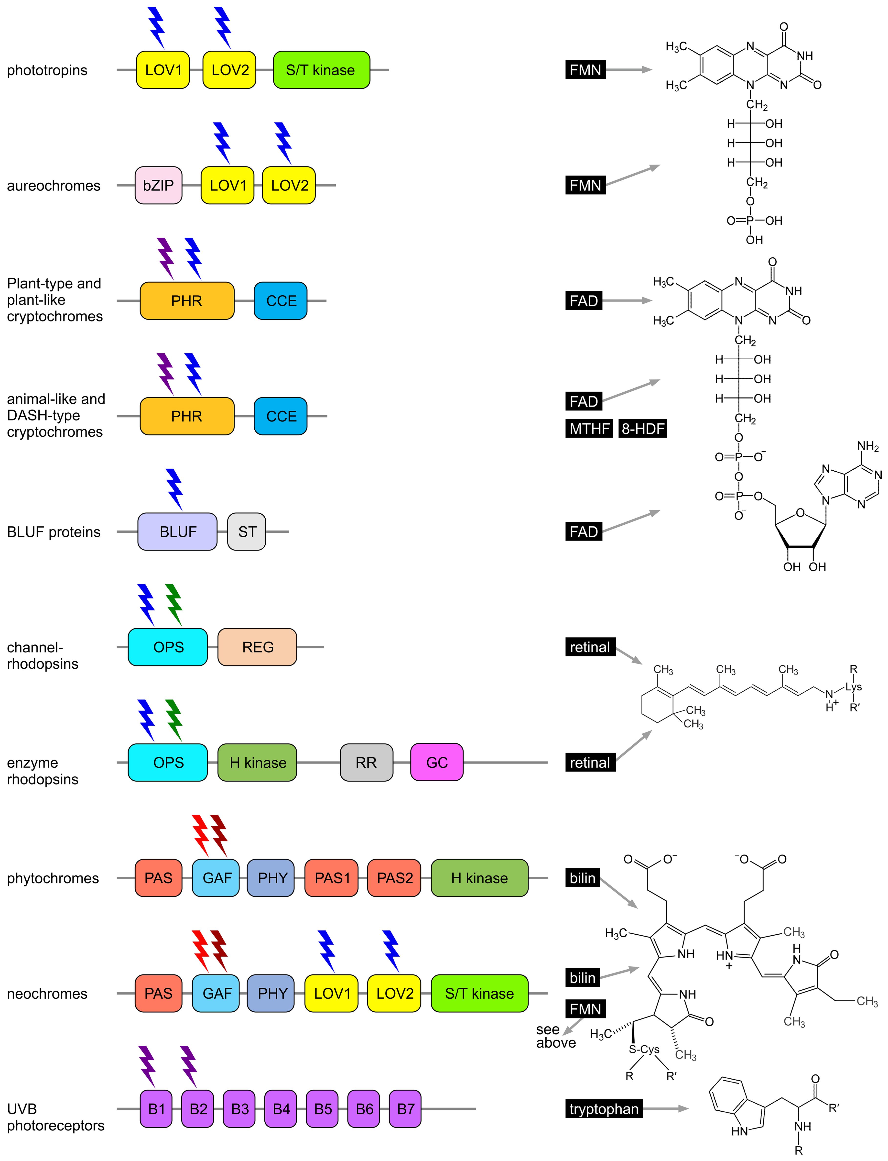Diagram showing algal photoreceptors and their chromophores. On the left, domain structures are displayed for phototropins, aureochromes, plant-type and plant-like cryptochromes, animal-like and DASH-type cryptochromes, BLUF proteins, channelrhodopsins, enzyme rhodopsins, phytochromes, neochromes, and UV-B photoreceptors, with labeled domains such as LOV, bZIP, PHR, OPS, PAS and PHY. On the right, chemical structures of associated chromophores are shown, including FMN, FAD, retinal, bilin and tryptophan. Phototropins, aureochromes, channelrhodopsins, and cryptochromes absorb primarily blue light; UVR8 detects UV-B; neochromes and animal-like cryptochromes respond to both red and blue; enzyme rhodopsins to blue and green; and phytochromes to red and far-red, with some also sensitive to orange, blue, and green light.