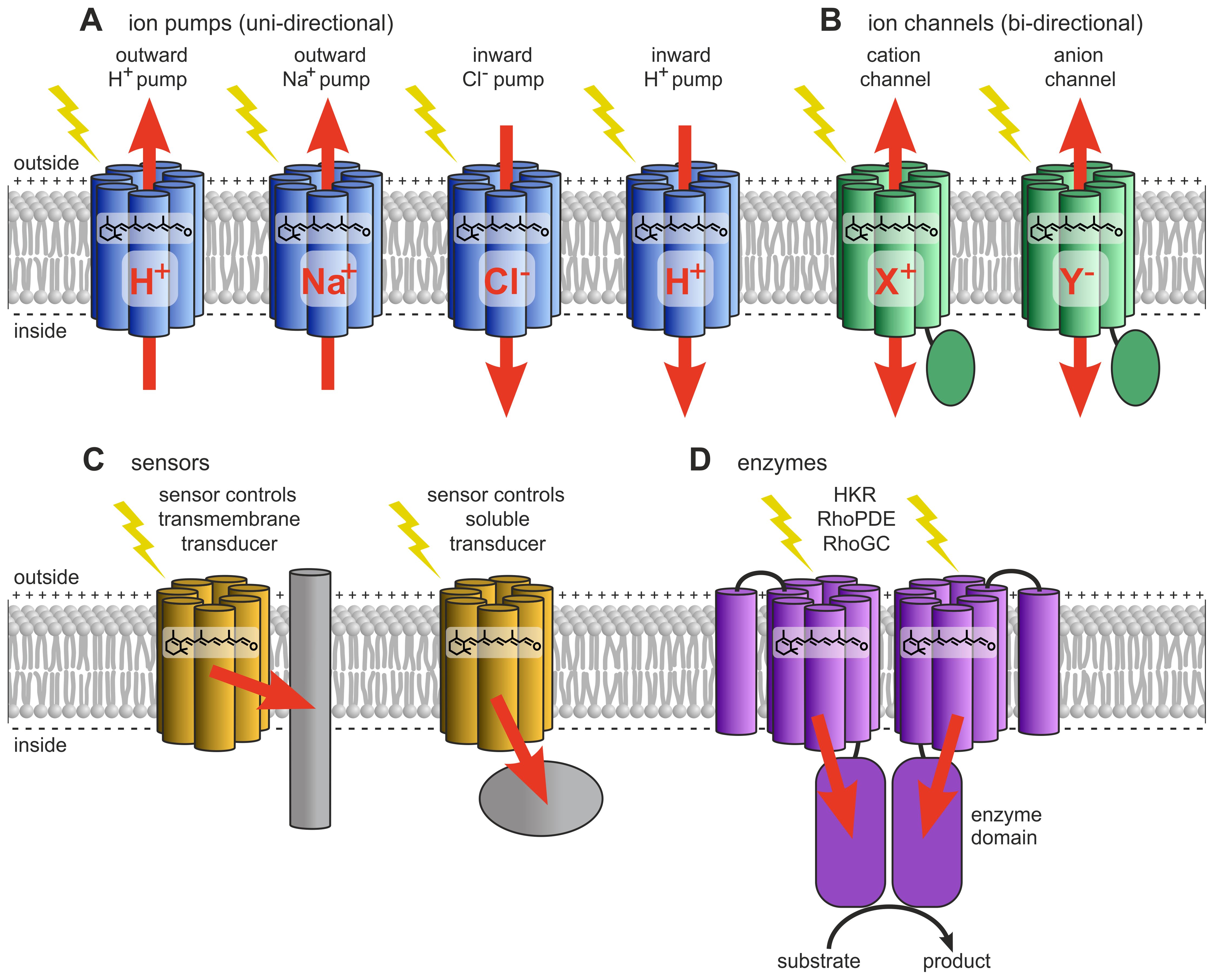 Diagram illustrating four classes of microbial type-1 rhodopsins. (A) Ion-pumping rhodopsins include outward and inward proton pumps, outward sodium ion pumps, and inward chloride ion pumps. (B) Ion-channeling rhodopsins comprise cation channelrhodopsins (CCRs) and anion channelrhodopsins (ACRs). (C) Sensory rhodopsins regulate either transmembrane or soluble cytosolic transducers. (D) Enzyme rhodopsins include histidine kinase rhodopsins (HKRs), rhodopsin phosphodiesterases (RhoPDEs), and rhodopsin guanylyl cyclases (RhoGCs). Arrows in the diagram indicate the direction of ion flow or signaling.