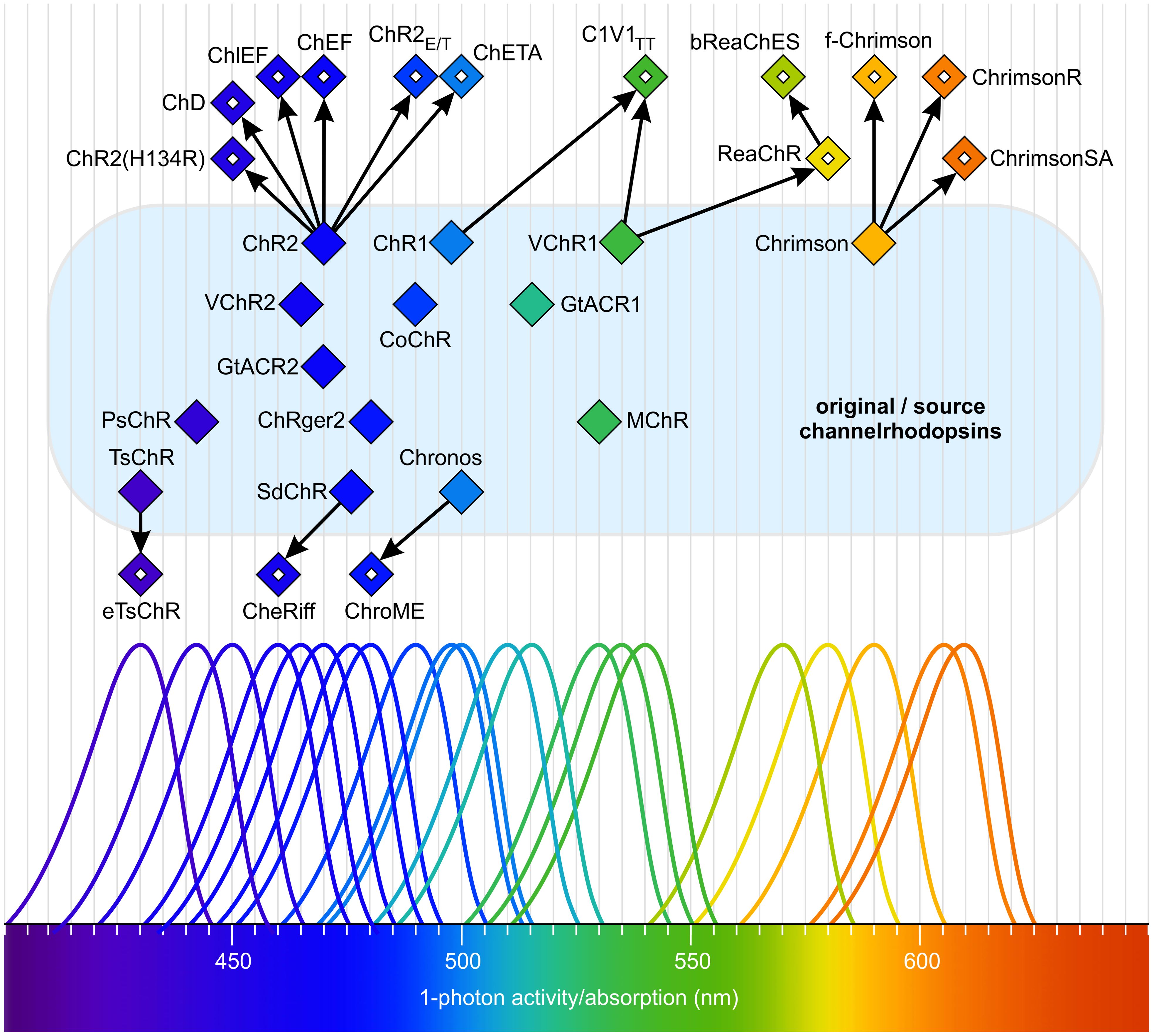Diagram showing natural and mutated channelrhodopsins across the visible spectrum (approximately 400 to 620 nm). Filled diamonds indicate the absorption maxima and single-photon activity of natural channelrhodopsins, while open diamonds represent the corresponding data for mutant forms derived from the originals. All natural channelrhodopsins are grouped on a light blue surface. Arrows connect origins and derived variants. Schematic absorption spectra highlight the maxima and illustrate the approximate range of the spectrum covered.