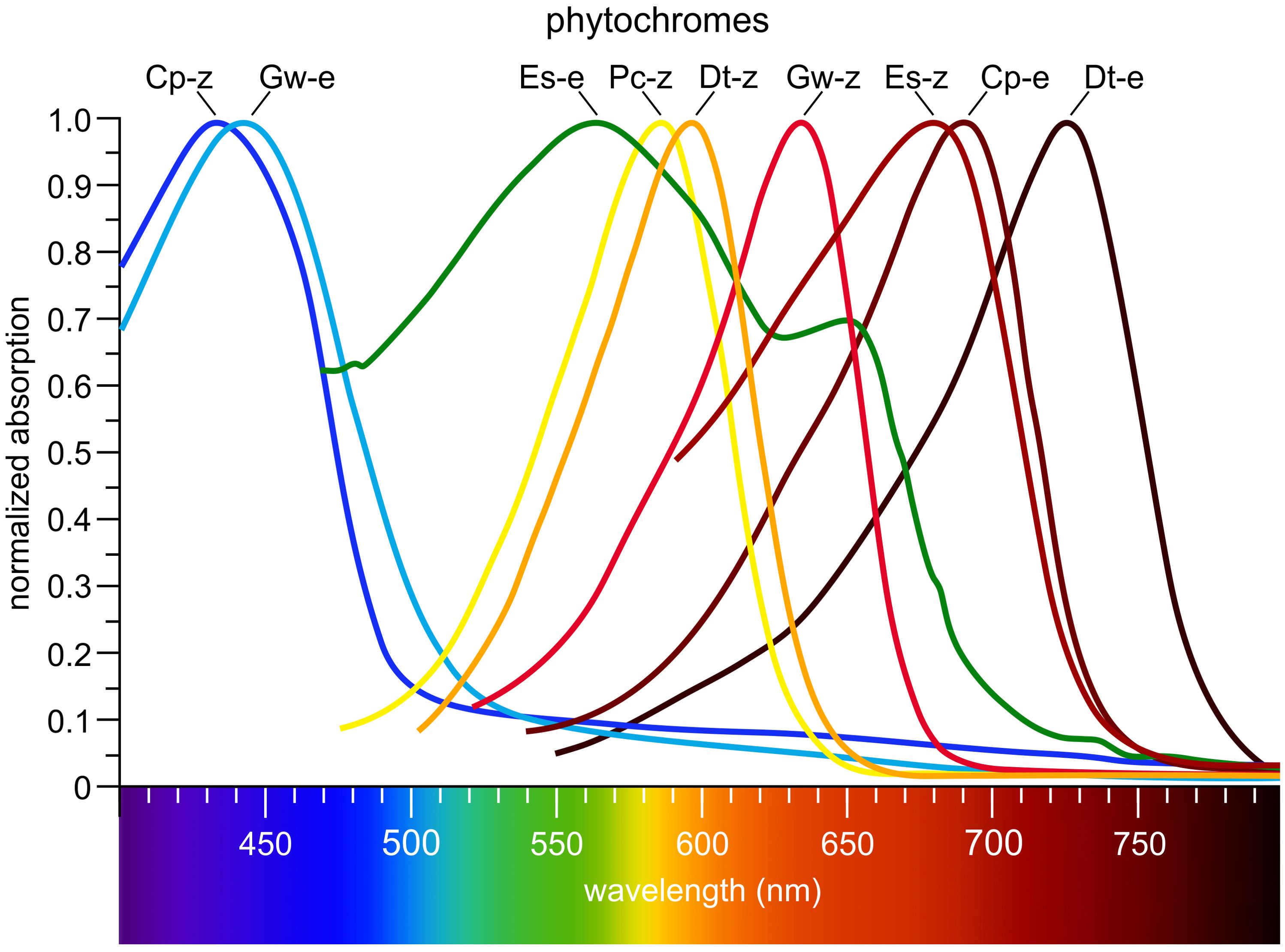 Graph showing normalized absorption spectra of algal phytochromes, demonstrating coverage across the entire visible spectrum. Curves are labeled Cp-z, Gw-e, Es-e, Pc-z, Dt-z, Gw-z, Es-z, Cp-e, and Dt-e, corresponding to phytochromes from Cyanophora paradoxa (Cp), Gloeochaete wittrockiana (Gw), Ectocarpus siliculosus (Es), Prasinoderma coloniale (Pc), and Dolichomastix tenuilepis (Dt). The x-axis shows wavelength from 400 to 800 nanometers, and the y-axis shows normalized absorption (0 to 1.0). Curve colors approximately correspond to the color at the respective absorption maxima, and each curve is directly labeled in the figure.