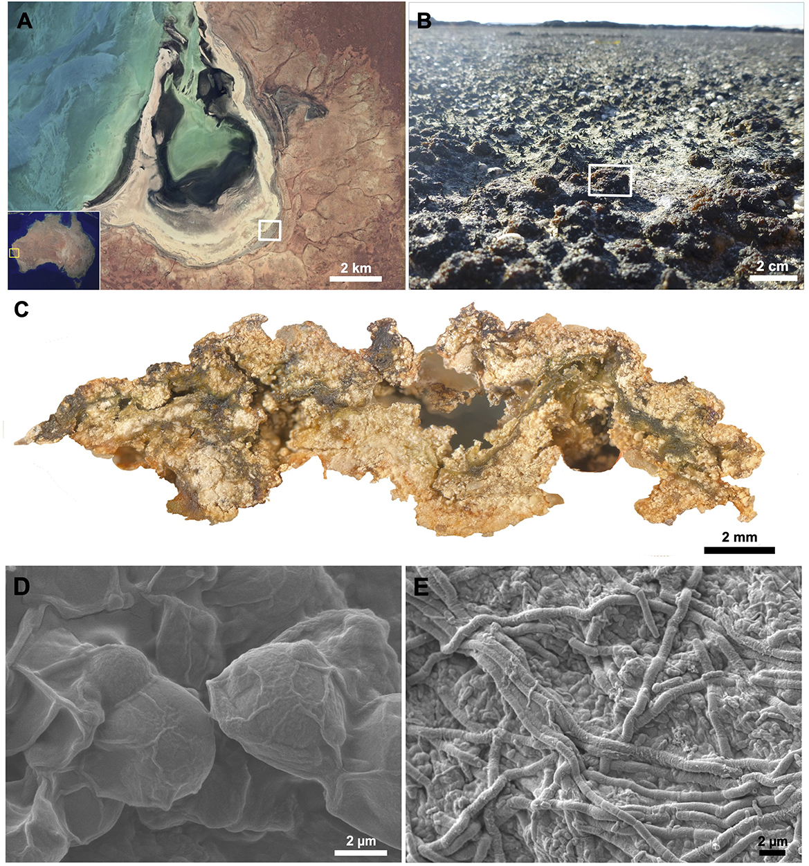 A: Satellite image of a coastal area with turquoise waters, showing a white square around a specific region. B: Close-up of a textured surface in the highlighted area, with a white square indicating a particular section. C: Detailed view of a crusty mineral formation, with a rough, jagged texture. D: Scanning electron microscope (SEM) image of cellular structures with irregular surfaces. E: SEM image of tangled, fibrous threads.