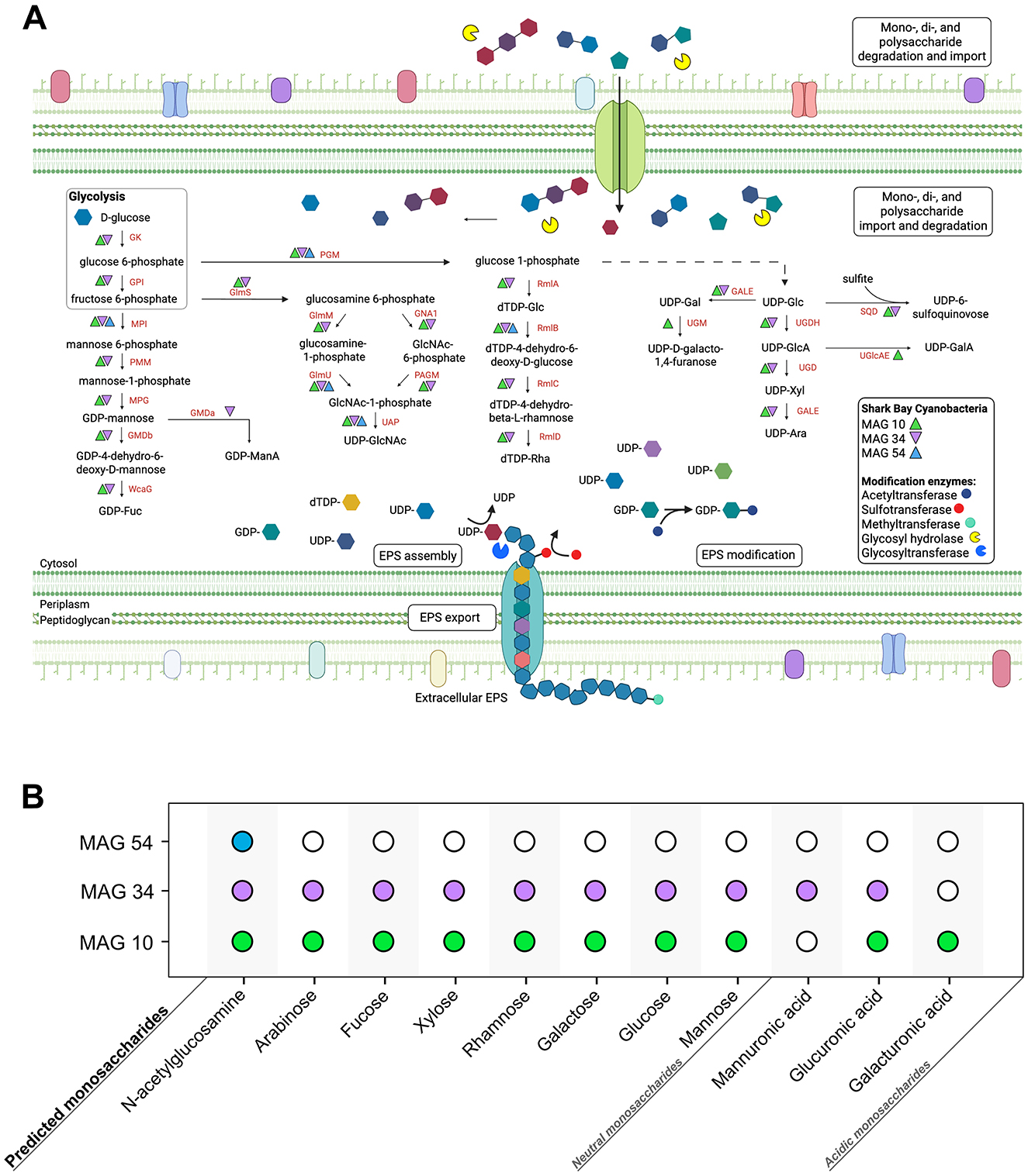 Diagram A illustrates the metabolic pathways involved in the degradation, import, and export of mono-, di-, and polysaccharides across a cell membrane, focusing on the enzymes and substrates involved in glycolysis and EPS assembly. Diagram B is a table showing the predicted presence of monosaccharides in three different cyanobacteria metagenome-assembled genomes, labeled MAG 54, MAG 34, and MAG 10, with columns for various monosaccharides including N-acetylglucosamine, arabinose, and glucose.