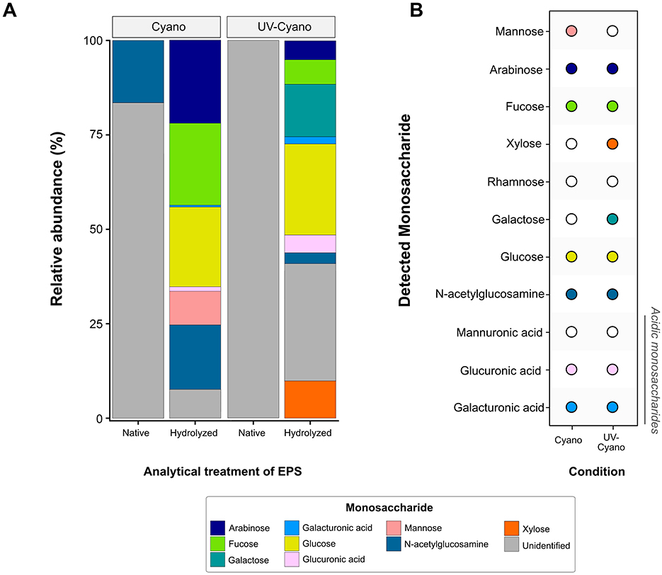 Bar and dot plots show the relative abundance and detection of monosaccharides in native and hydrolyzed EPS under Cyano and UV-Cyano conditions. The bar graph (A) illustrates the percentage distribution of various monosaccharides with colors corresponding to specific sugars, detailed in the legend. The dot plot (B) indicates the presence or absence of specific monosaccharides under each condition, visually using colored dots.