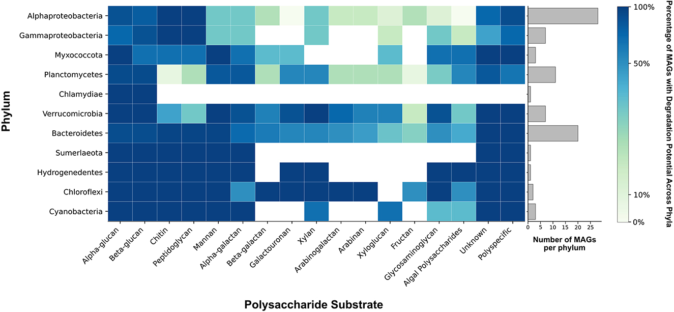 Heatmap illustrating the degradation potential of different polysaccharide substrates across various bacterial phyla, indicated by color intensity. The y-axis lists phyla, while the x-axis lists substrates. A color gradient from light green to dark blue represents increasing degradation potential. A bar chart on the right shows the number of MAGs per phylum.
