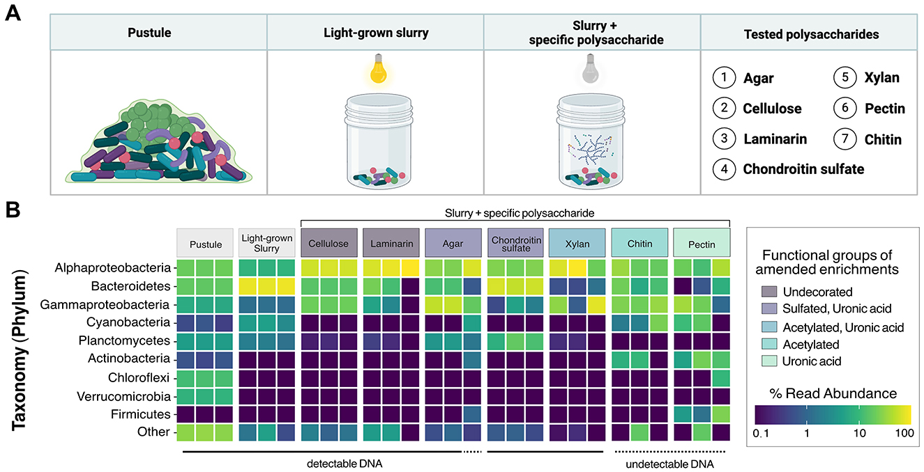 Diagram depicting bacterial growth experiments and results. Panel A shows growth conditions: pustule, light-grown slurry, and slurry with specific polysaccharides (agar through pectin). Panel B is a heatmap showing bacterial taxonomy at the phylum level—Alphaproteobacteria to Firmicutes—and their abundance under each condition, indicated by color intensity from blue (low) to yellow (high). Functional groups of amended enrichments are categorized by chemical modifications such as sulfated or acetylated uronic acid, with a color legend displaying percentages.