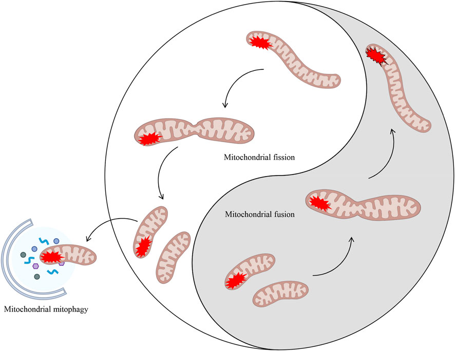 Diagram illustrating the processes of mitochondrial fission and fusion. Mitochondria, depicted with red markings, undergo division and merging. Arrows indicate the direction of these processes. A section labeled