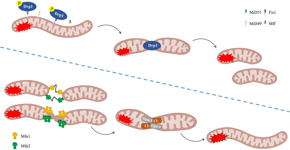 Diagram showing mitochondrial fission and fusion processes. The top section illustrates fission, with Drp1 and phosphorylated Drp1 (P) binding to the mitochondria. The bottom section shows fusion, involving Mfn1, Mfn2, and Opa-1/CL interactions. Various proteins like MiD51, Fis1, MiD49, and Mff are indicated in different colors.