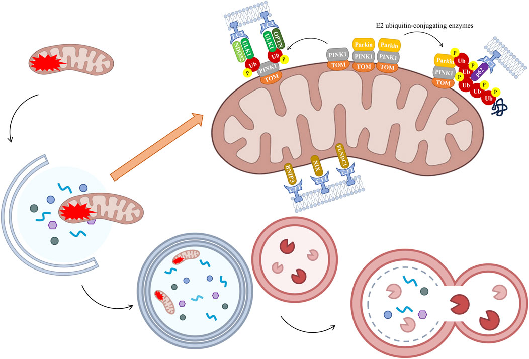 Diagram illustrating mitochondrial quality control through mitophagy. Damaged mitochondria labeled by PINK1 and Parkin for ubiquitination, followed by engulfment in autophagosomes and degradation. Flow depicts stages from damage recognition to final resolution in lysosomes.