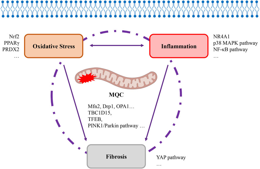 Diagram showing the relationship between oxidative stress, inflammation, and fibrosis. Oxidative stress and inflammation interact with mitochondrial quality control (MQC), involving factors like Mfn2 and Drp1. Arrows and pathways indicate processes such as the Nrf2 pathway for oxidative stress and the p38 MAPK pathway for inflammation, converging on fibrosis via the YAP pathway. The background includes a cell membrane illustration.