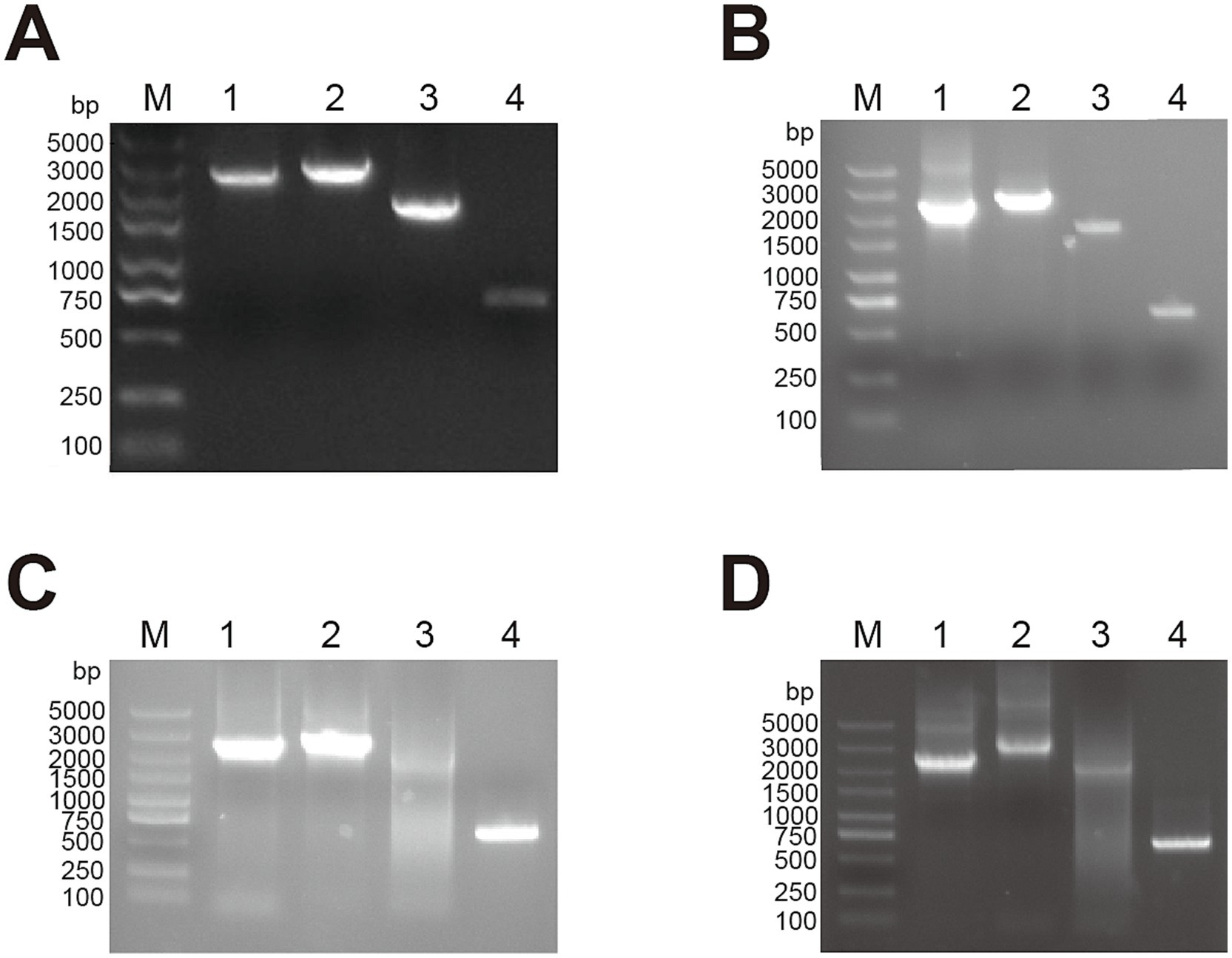 Four agarose gel electrophoresis images labeled A, B, C, and D show DNA bands. Each image has lanes M, 1, 2, 3, and 4. Lane M is a marker with bands at sizes 100 to 5000 base pairs. Lanes 1 and 2 in each gel show prominent bands around 3000 base pairs, while lane 4 shows a band around 750 base pairs. Lane 3 varies across the images.