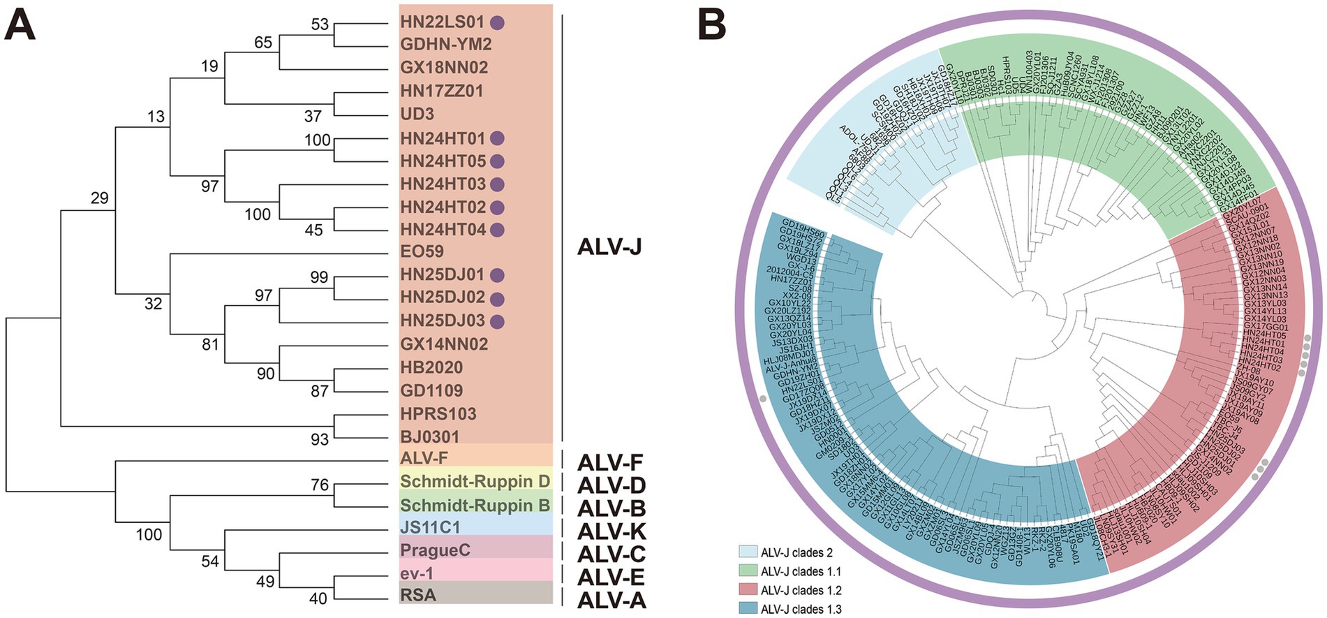 Panel A shows a phylogenetic tree depicting relationships among various viral isolates, labeled with numerical values and names. Panel B displays a circular phylogenetic tree organizing similar viral groups in distinct color-coded sections, corresponding to ALV-J clades and subtypes.