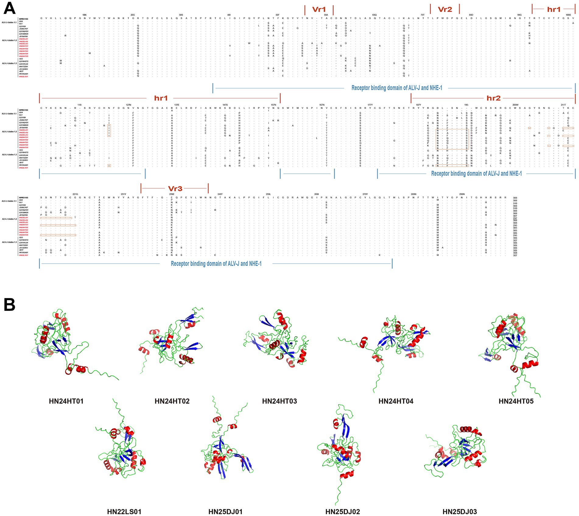Panel A shows a sequence alignment with marked regions labeled Vr1, Vr2, hr1, hr2, and Vr3, along with receptor binding domains of ALV-J and NHE-1. Panel B displays structural models of proteins labeled HN24HT01 to HN25DJ03, illustrating different configurations of helices and sheets.
