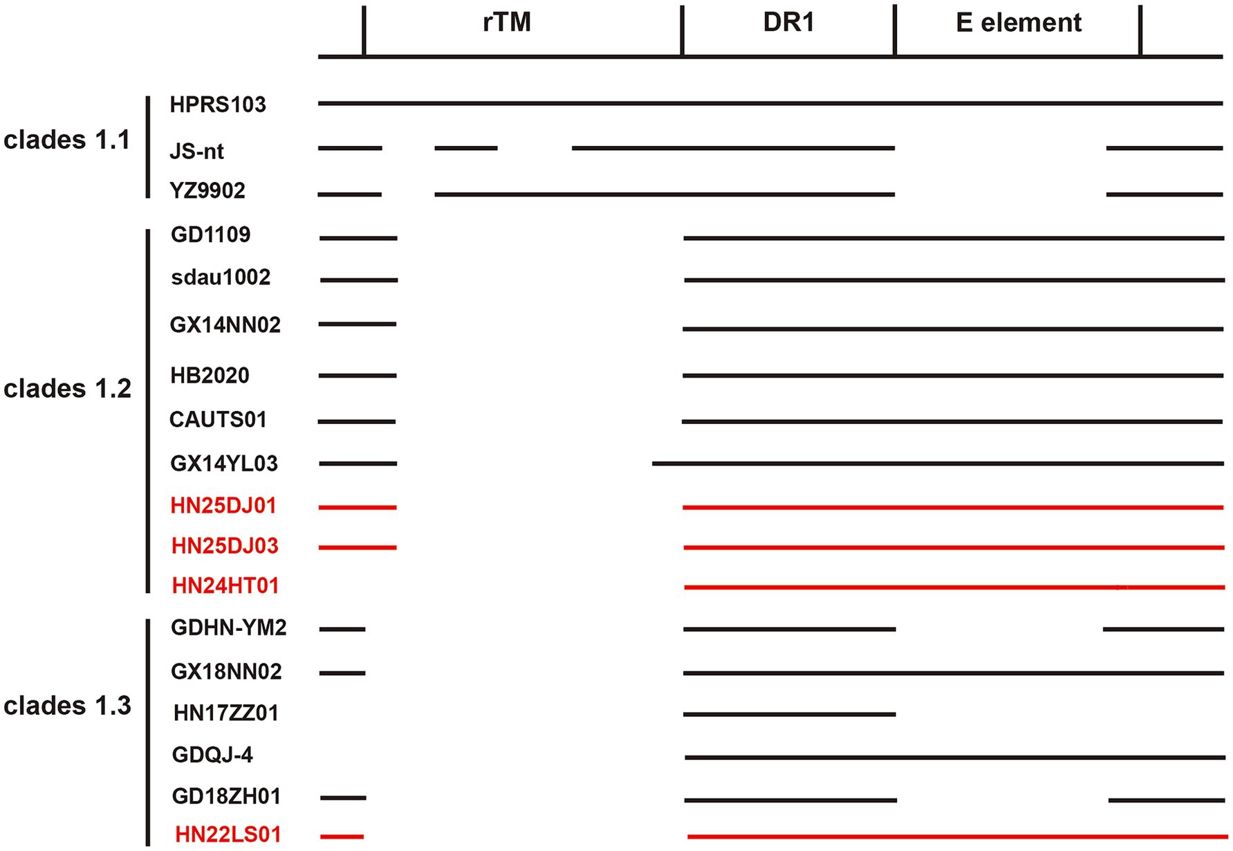 Diagram illustrating gene elements across different clades. Clades 1.1, 1.2, and 1.3 are listed on the left, with specific gene names. Horizontal lines represent rTM, DR1, and E element regions, with some sequences in red for clade 1.2, indicating emphasis.