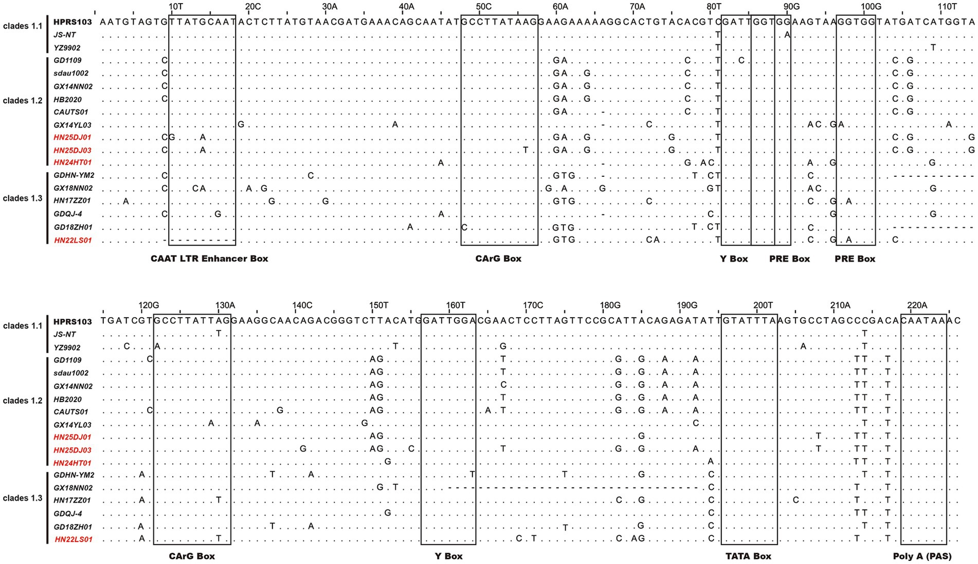 DNA sequence alignment diagram shows genetic variations among three clades 1.1, 1.2, and 1.3. Key regions labeled as
