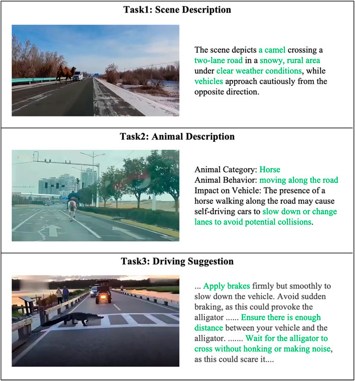 Task 1 shows a camel crossing a snowy rural two-lane road with approaching vehicles. Task 2 depicts a horse walking on a road, impacting self-driving car behavior. Task 3 suggests braking gently and maintaining distance from an alligator crossing a road to avoid provocation.