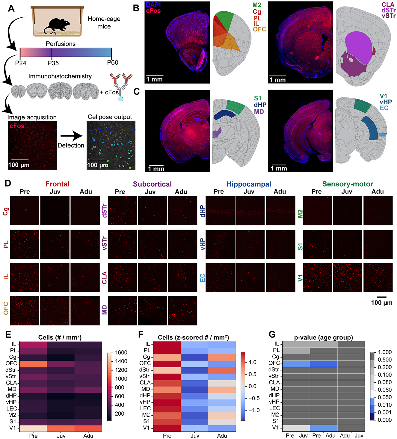 Diagram showing a study of neuronal activity in mice using cFos immunohistochemistry. Panel A illustrates the experimental timeline and methodology, including mouse age groups P24, P35, and P60, with image acquisition process. Panels B and C display brain sections with cFos and DAPI staining, highlighting regions like M2, Cg, PL, and vHP. Panel D compares cFos across age groups in different brain regions such as frontal, subcortical, and sensory-motor areas. Panels E and F depict heatmaps of cell counts and z-scored cell numbers. Panel G shows a p-value heatmap indicating significance across age groups.