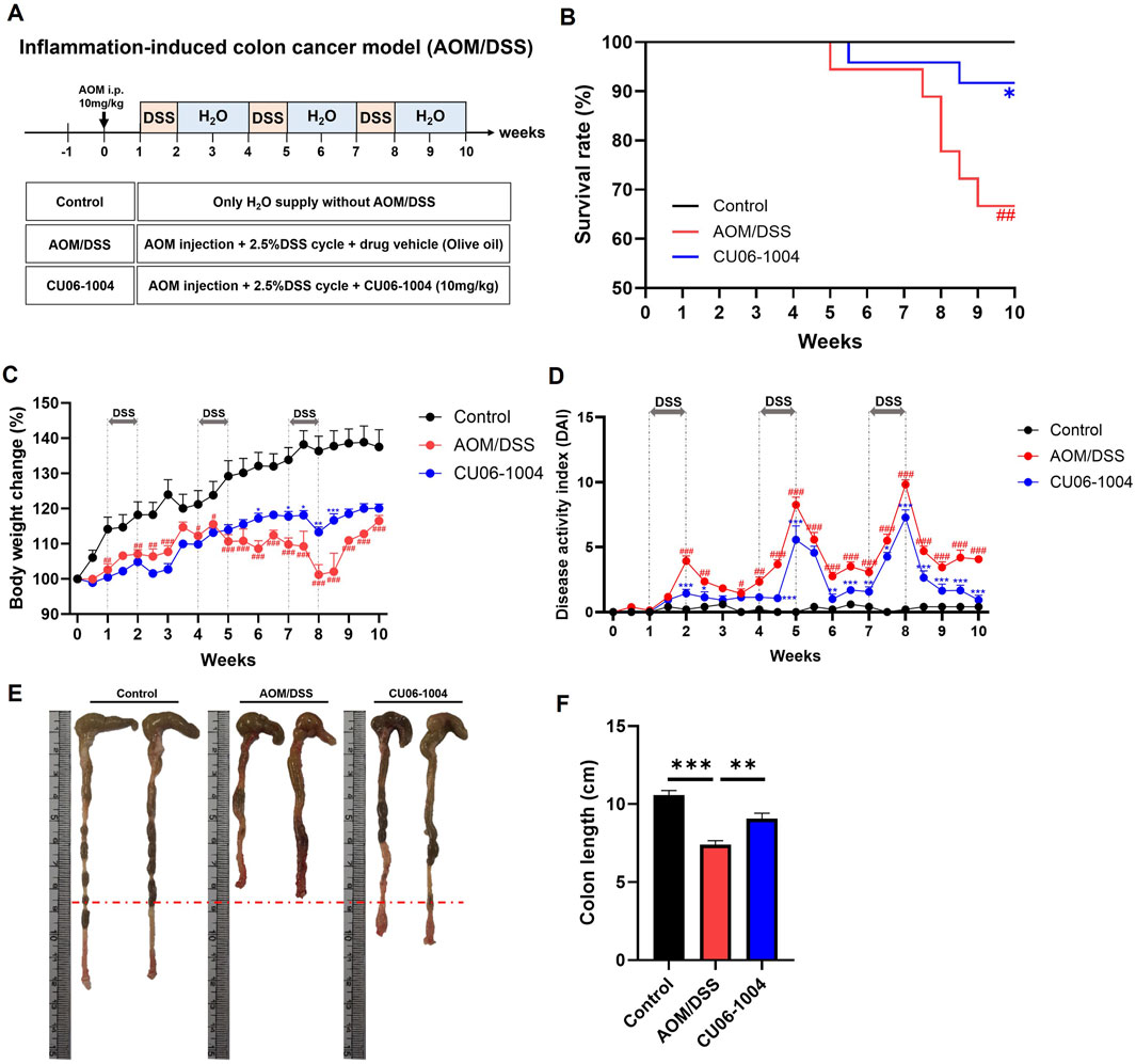 Diagram illustrating an inflammation-induced colon cancer model using AOM/DSS and its effects. Panel A details the experimental timeline and treatments for control, AOM/DSS, and CU06-1004 groups. Panel B shows a survival rate graph indicating better survival with CU06-1004. Panel C presents body weight change over ten weeks, with controls maintaining the most weight. Panel D depicts disease activity indices, with CU06-1004 reducing severity. Panel E displays colon images from each group, showing differences in length and condition. Panel F compares colon lengths, with controls longest and AOM/DSS shortest. Statistical significance is indicated with asterisks.