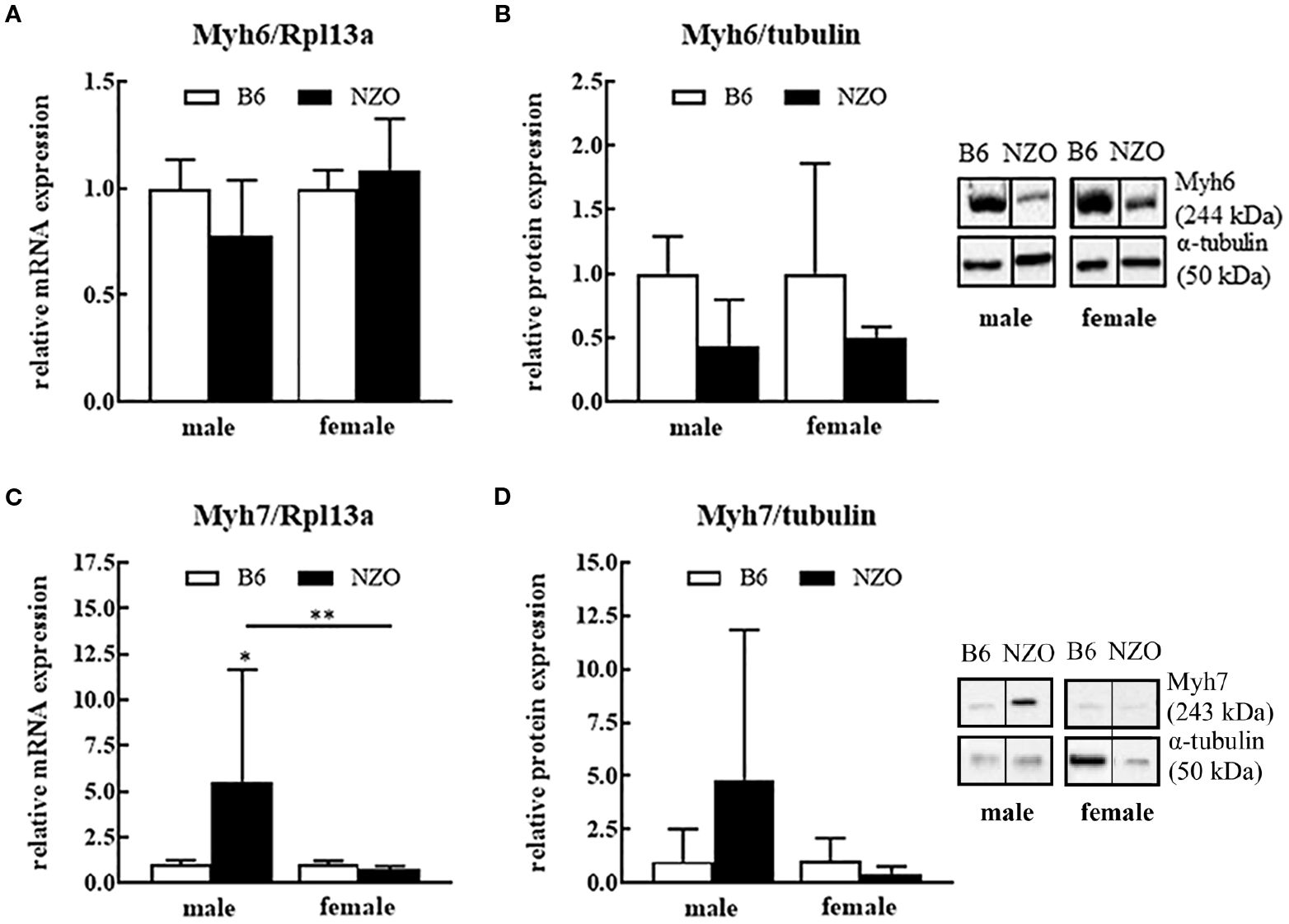 Western blot image comparing protein levels in male and female B6 and NZO samples. The proteins analyzed are Myh7 at 243 kDa and α-tubulin at 50 kDa.