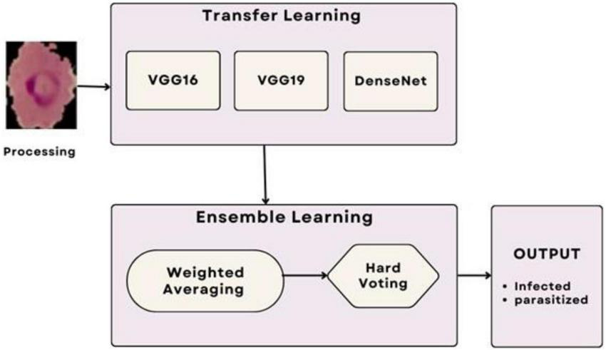 Flowchart depicting a machine learning process. An input image undergoes transfer learning with VGG16, VGG19, and DenseNet models. Outputs from these models are combined using ensemble learning methods, specifically weighted averaging and hard voting, to produce a final output classifying the data as either infected or parasitized.