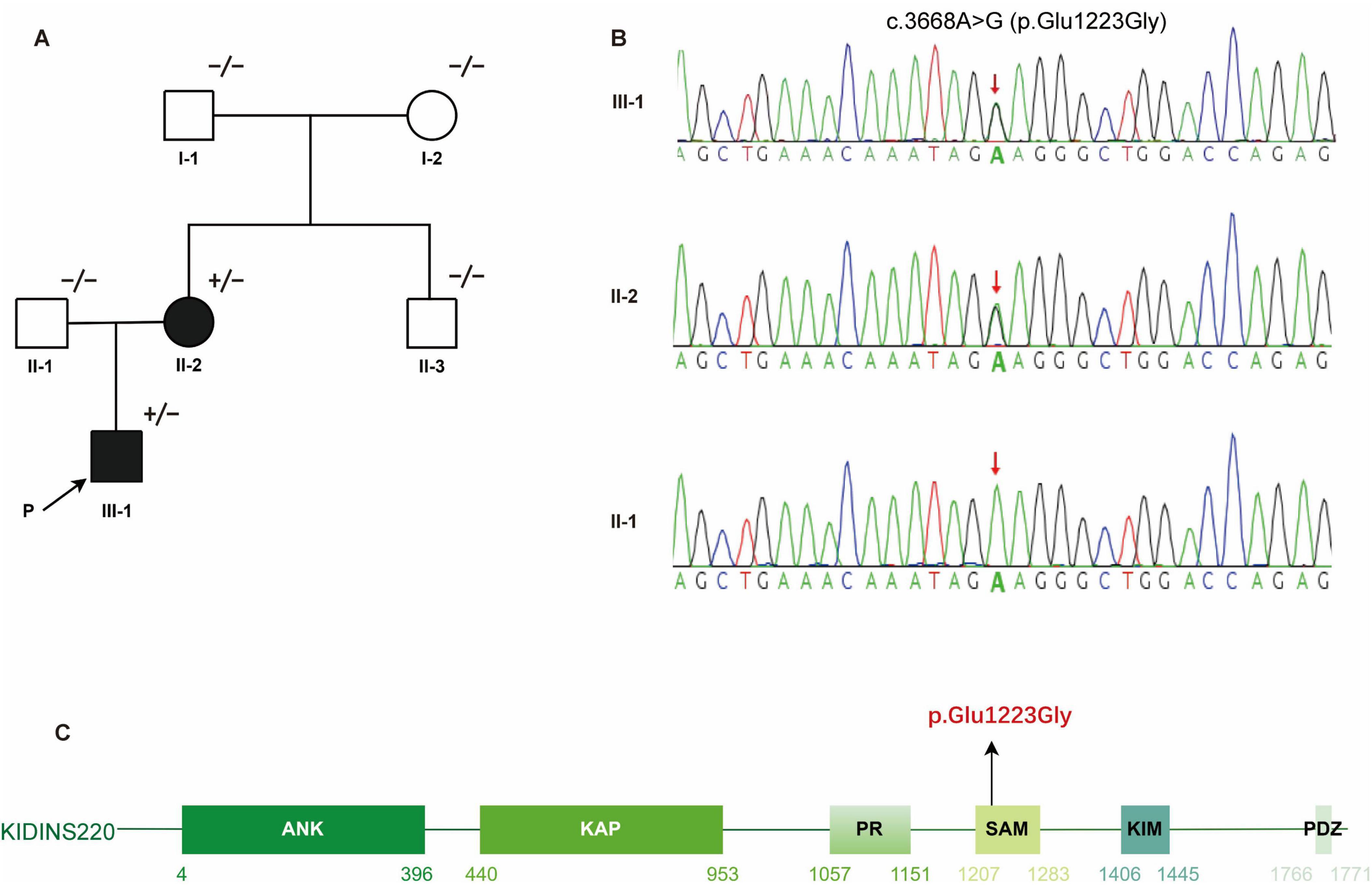 A pedigree chart showing affected family members with KIDINS220 mutation (filled shapes), Sanger sequencing traces indicating heterozygous mutation c.3668A>G in the proband and his mother, and a schematic of KIDINS220 protein domains highlighting the SAM domain mutation.