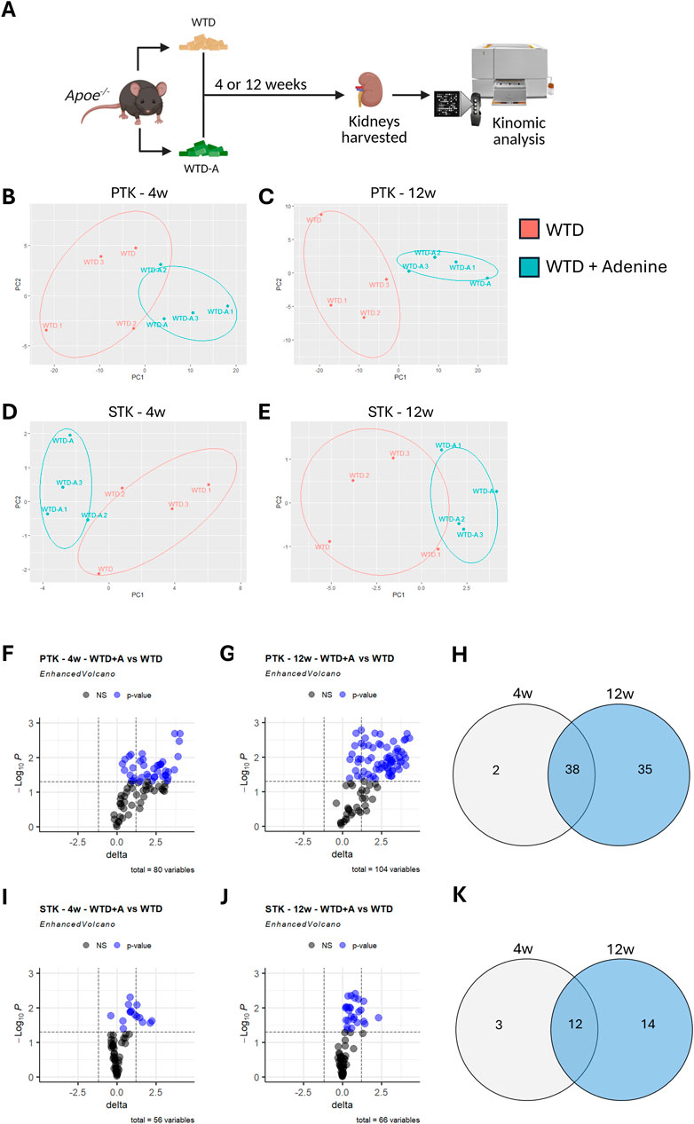 Infographic depicting an experimental study with diagrams and charts. A: Diagram showing Apolipoprotein E knockout mice fed a Western diet (WTD) or WTD with adenine, with kidney samples collected at four or twelve weeks for kinomic analysis. B-E: Principal component analysis (PCA) plots comparing groups at different time points for PTK and STK. F-G: Volcano plots showing differential variables between WTD+A and WTD for PTK. H: Venn diagram showing overlap of variables at four and twelve weeks. I-J: Volcano plots for STK. K: Venn diagram for STK variables overlap at four and twelve weeks.