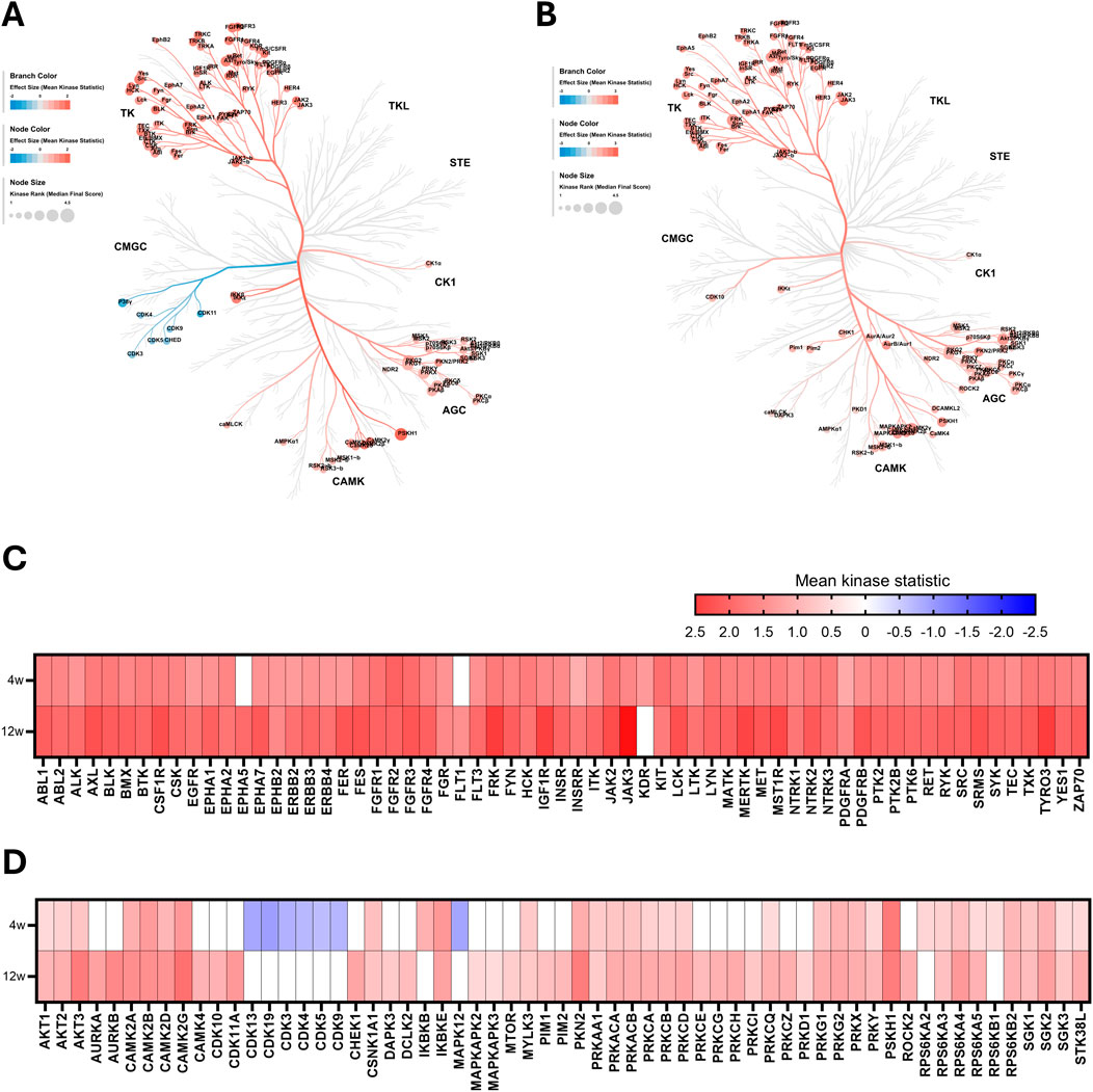 Panel A and B display kinase dendrograms showing relationships between kinase families, with branch and node color indicating kinase statistics. Panel C and D are heatmaps depicting mean kinase statistics across conditions, with a color gradient from red to blue indicating positive to negative values.