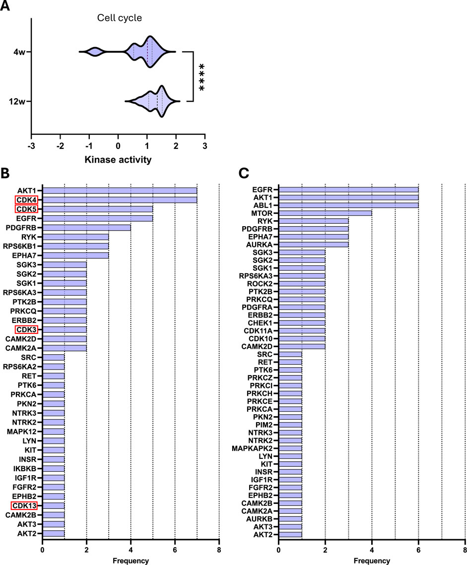 Diagram showing kinase activity and frequency in different conditions. Panel A presents a violin plot comparing cell cycle kinase activity at four weeks versus twelve weeks, with significant differences indicated. Panel B lists the frequency kinases in the pathways after 4 weeks. Panel C ists the frequency kinases in the pathways after 12 weeks.