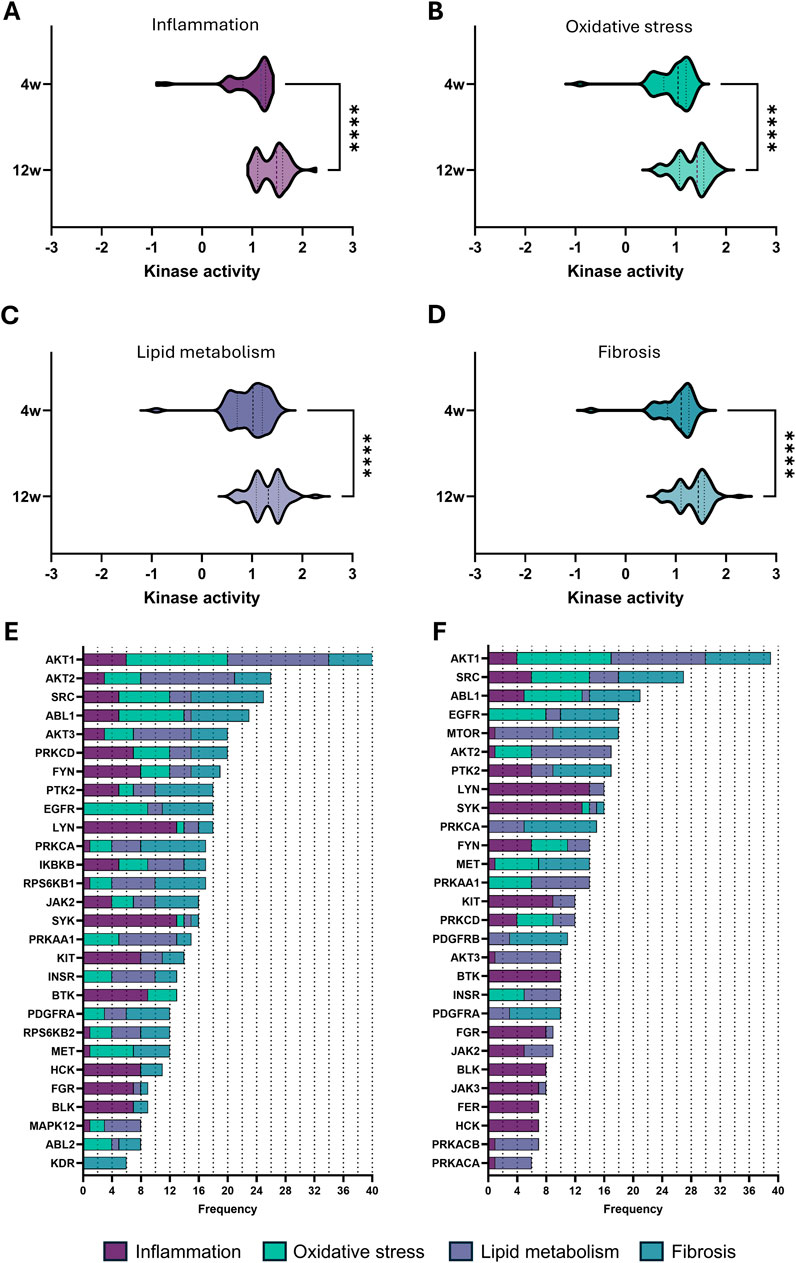 Violin plots and bar charts depict kinase activity and frequency across various pathways: inflammation (A), oxidative stress (B), lipid metabolism (C), and fibrosis (D). Each chart compares data at 4 weeks and 12 weeks with statistical significance noted by asterisks. Bar charts list kinase frequencies, categorized by pathways using distinct colors after 4 (E) and 12 (F) weeks.