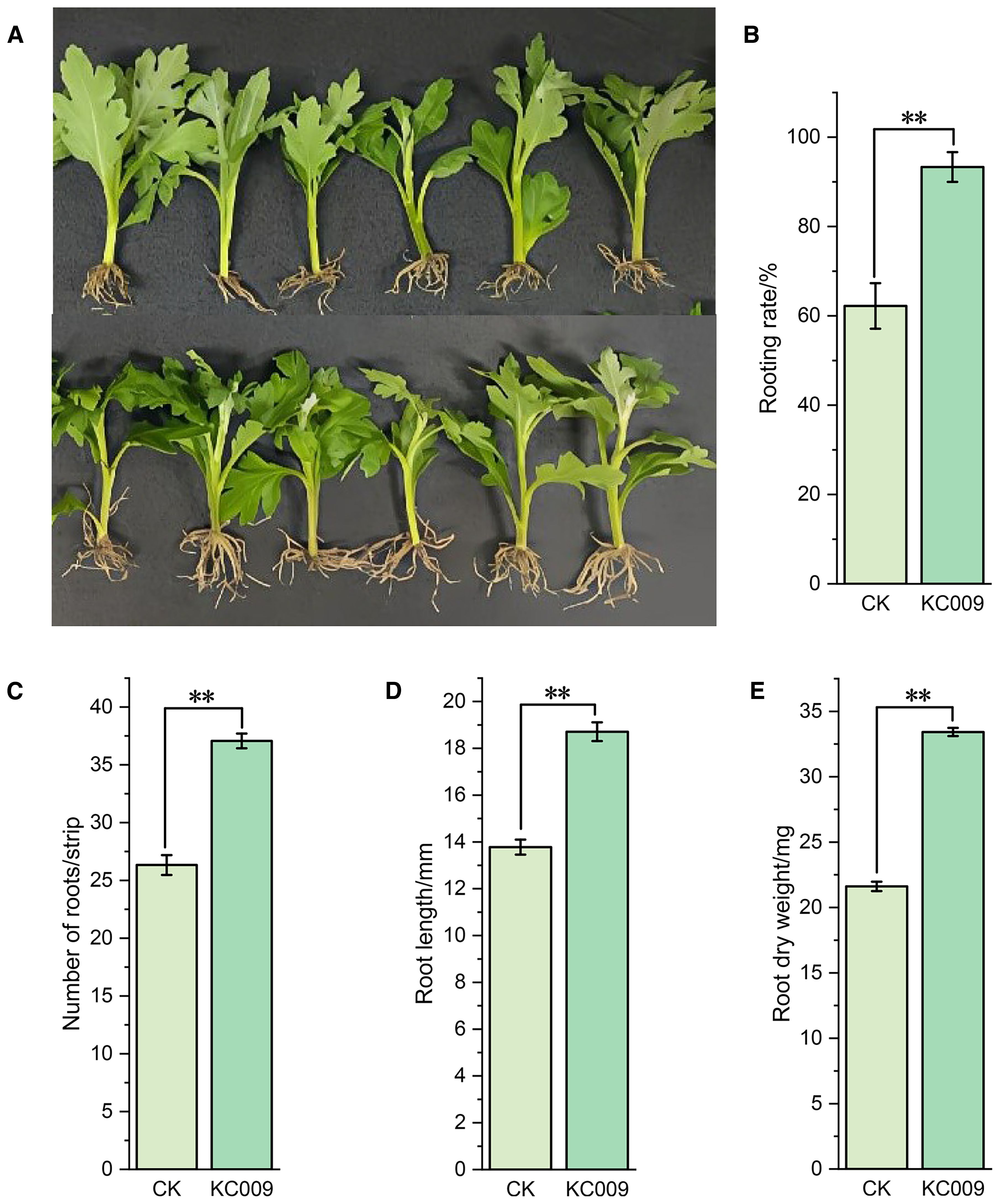 A comparison of two plant groups: CK and KC009. Image A shows plants with different root growth. Bar graphs B to E compare CK and KC009 in rooting rate, number of roots, root length, and root dry weight, with KC009 showing superior results in all categories, highlighted by double asterisks for significance.